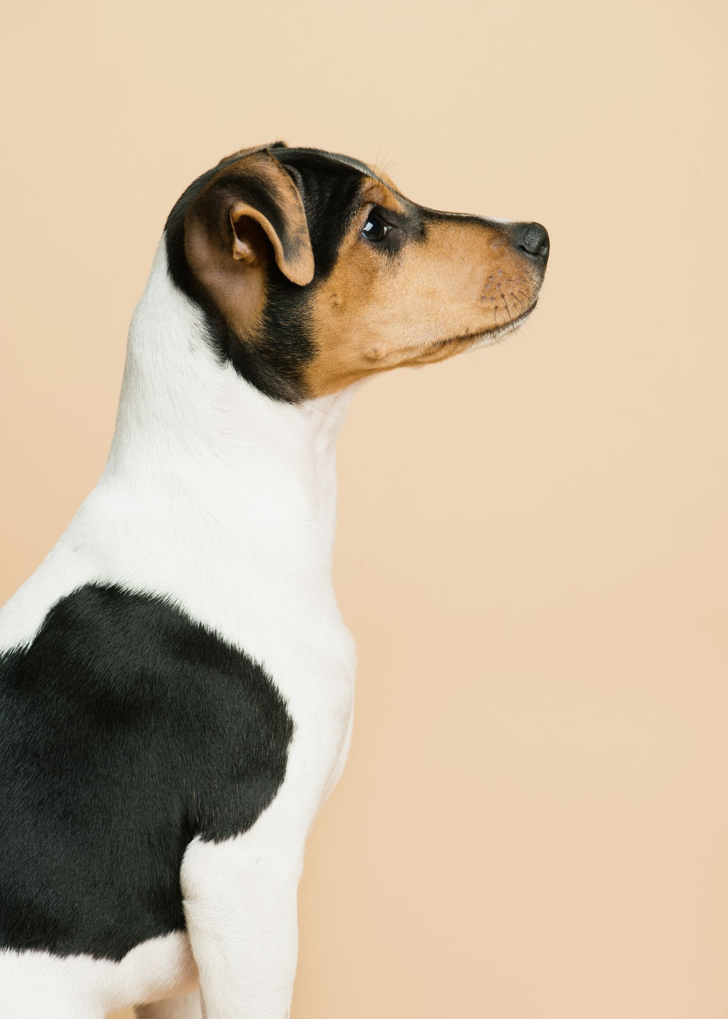 Brasiliansk terrier i sideprofil fotografert i studio – studioportrett av hund i Oslo