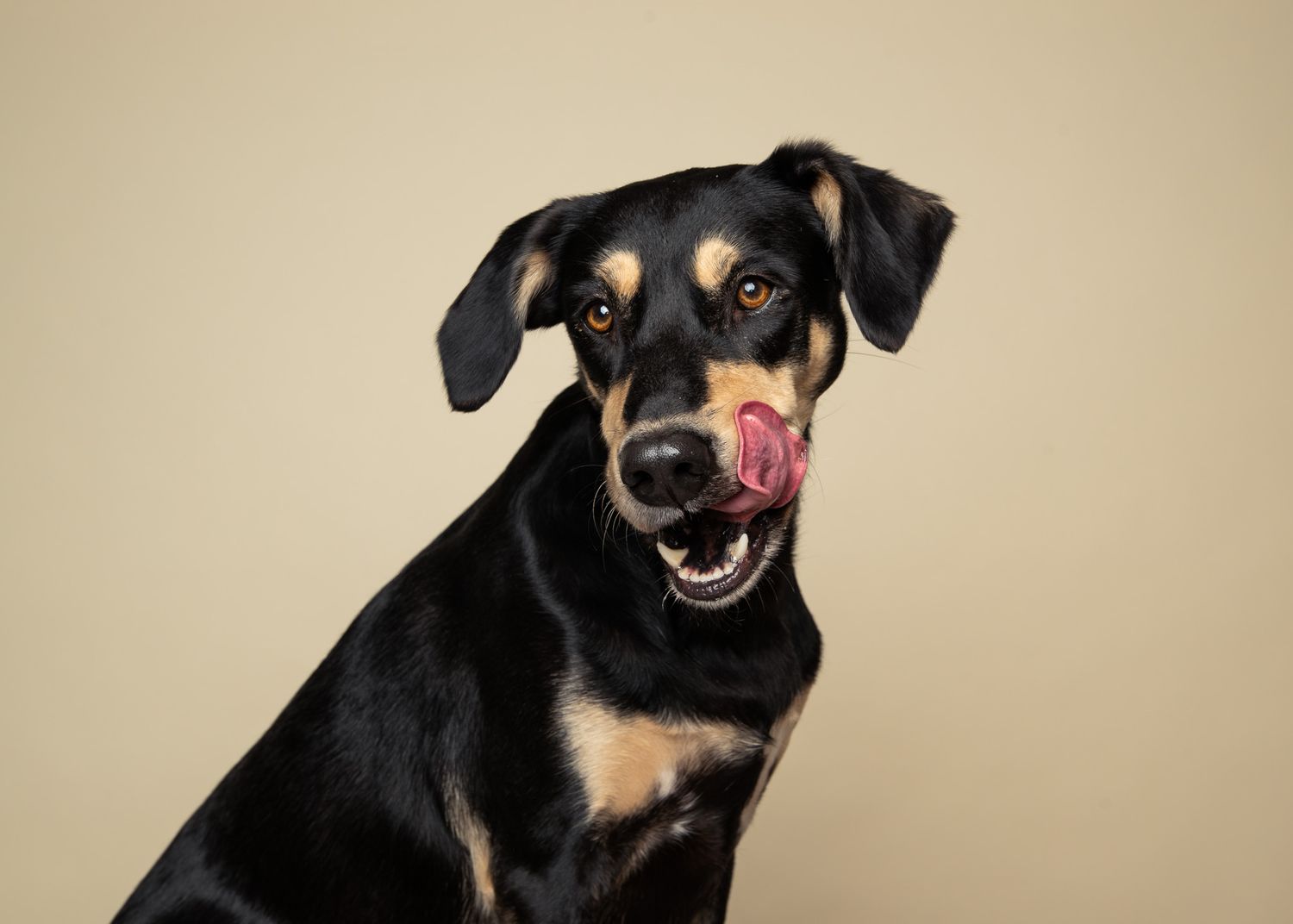 Studioportrett av svart og brun hund som slikker seg rundt munnen, fotografert mot lys beige bakgrunn hos MØ Dyrefoto.