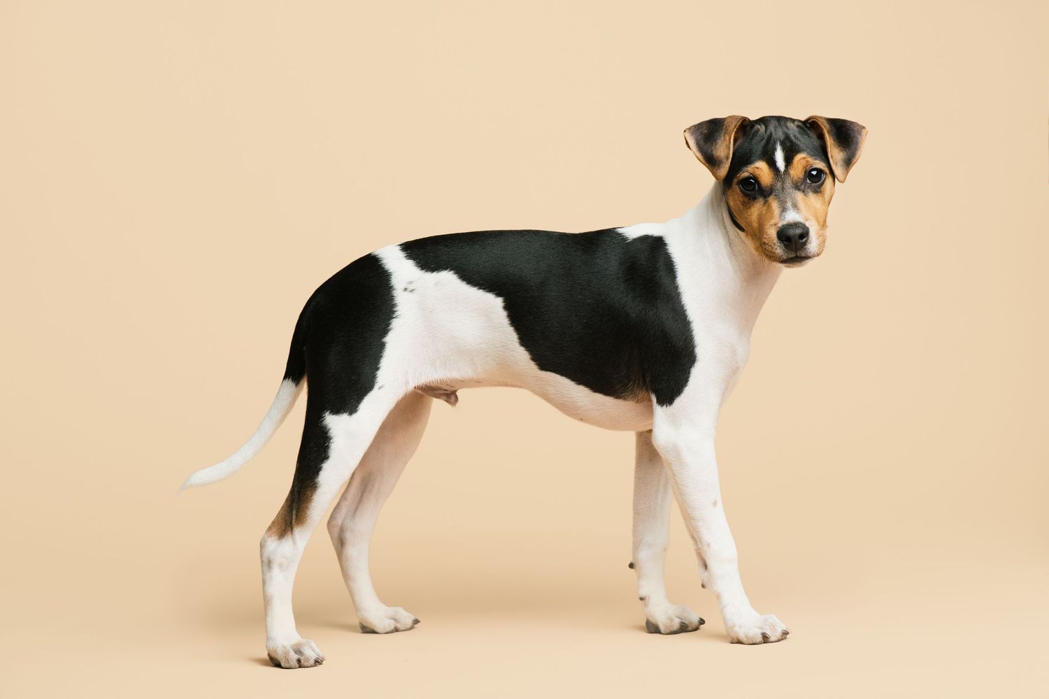 Posert stackingbilde av Dansk-svensk gårdshund fotografert av hundefotograf MØ Dyrefoto i Oslo