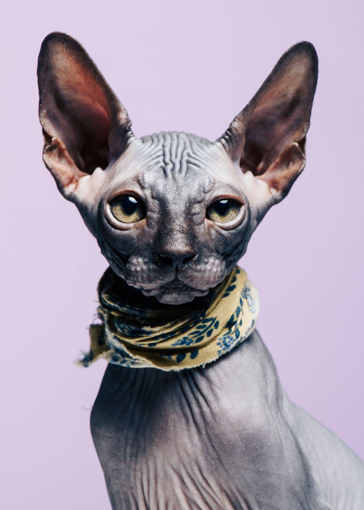 Sphynx-katt portrettert i studio med lilla bakgrunn – kreativ dyrefotografering i Oslo