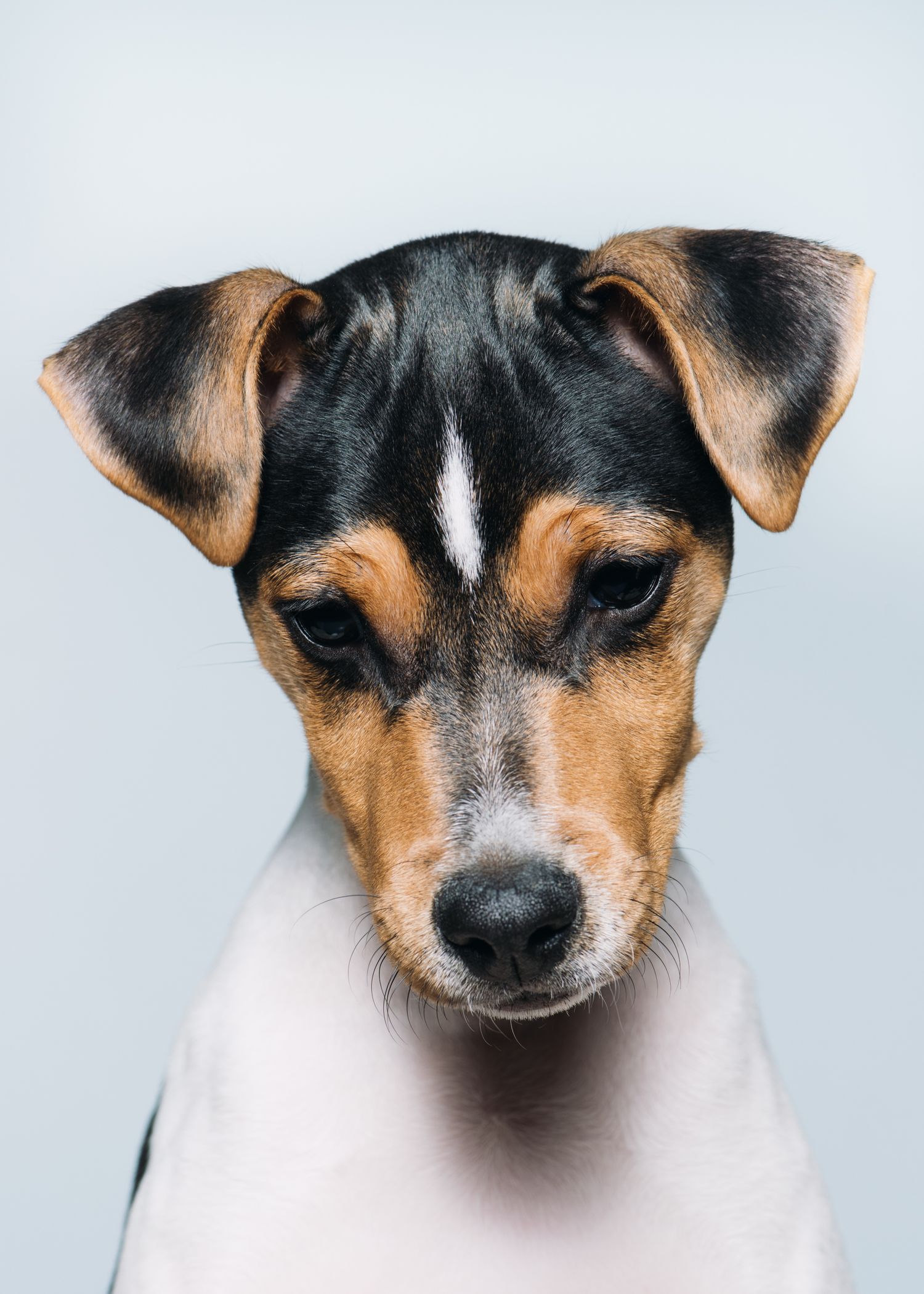Dansk-svensk gårdshund portrett fotografert i studio av hundefotograf i Oslo