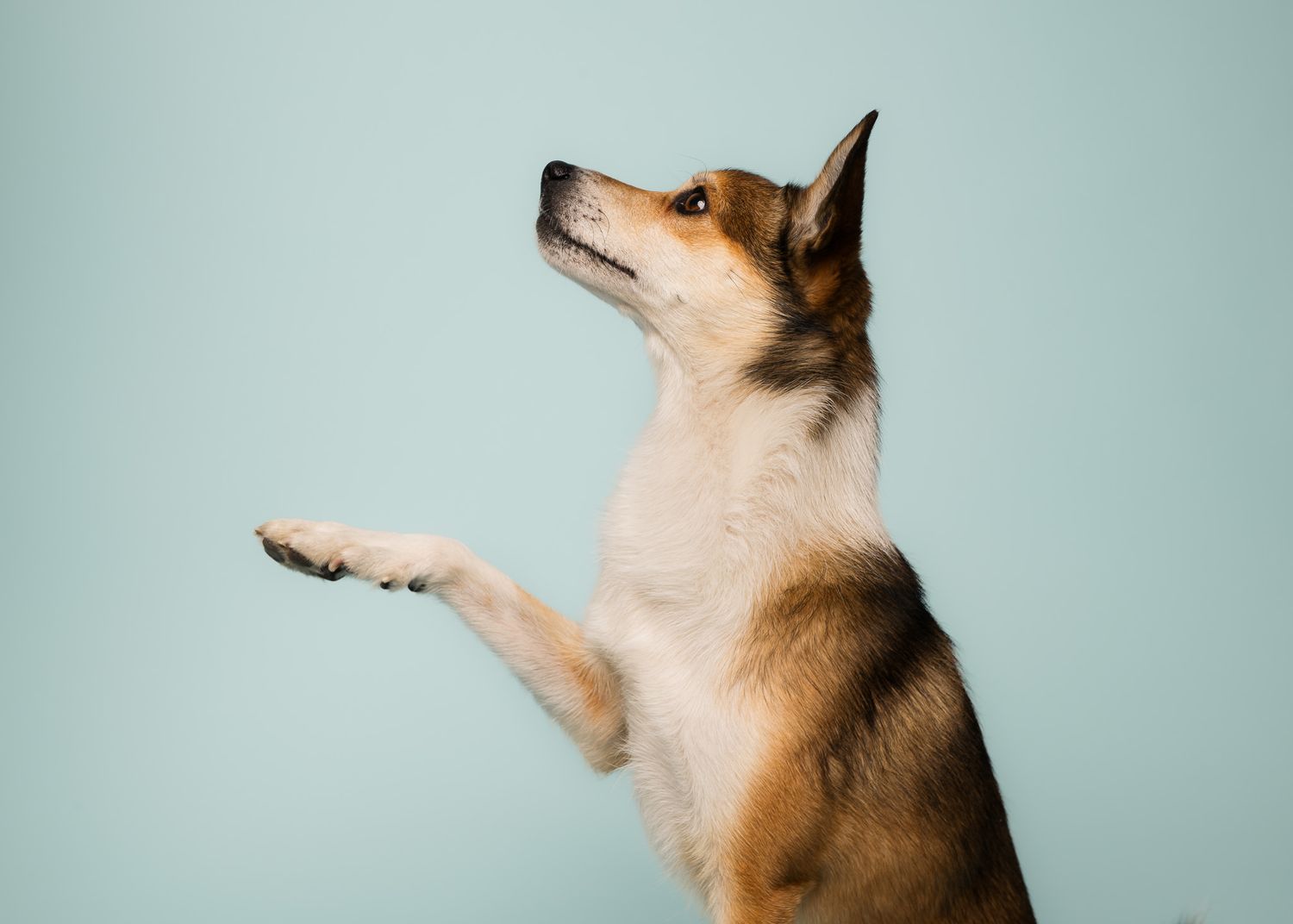 Studioportrett av hund som løfter labben mot lys blå bakgrunn hos MØ Dyrefoto.