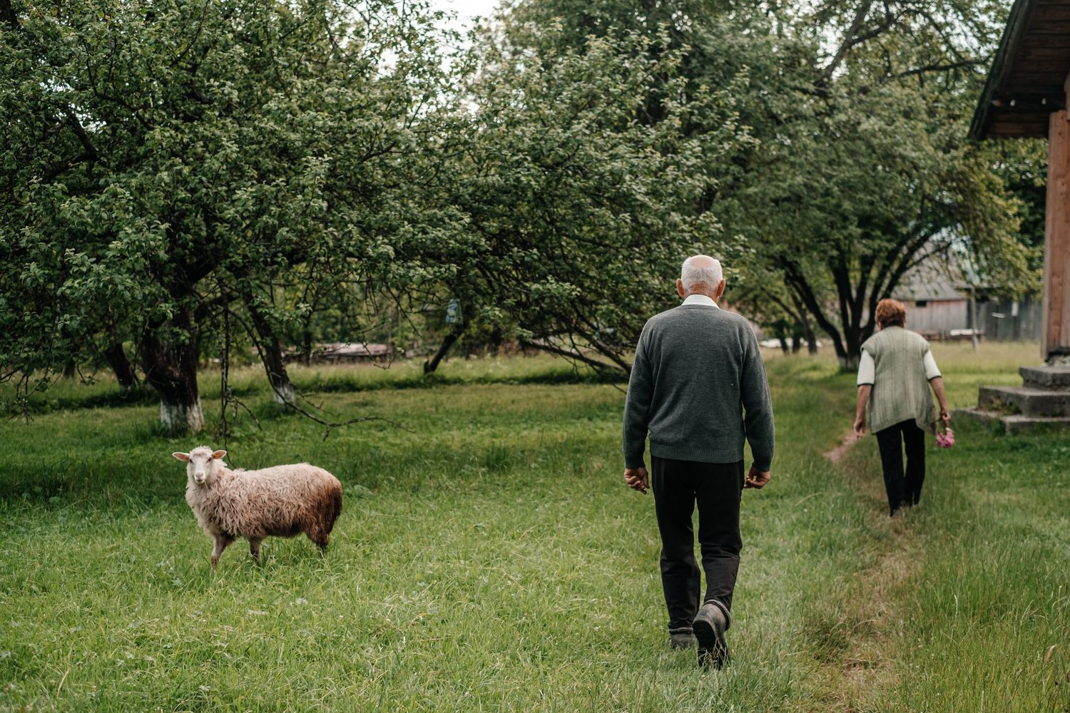 Two people walking through an orchard with a sheep in the foreground.