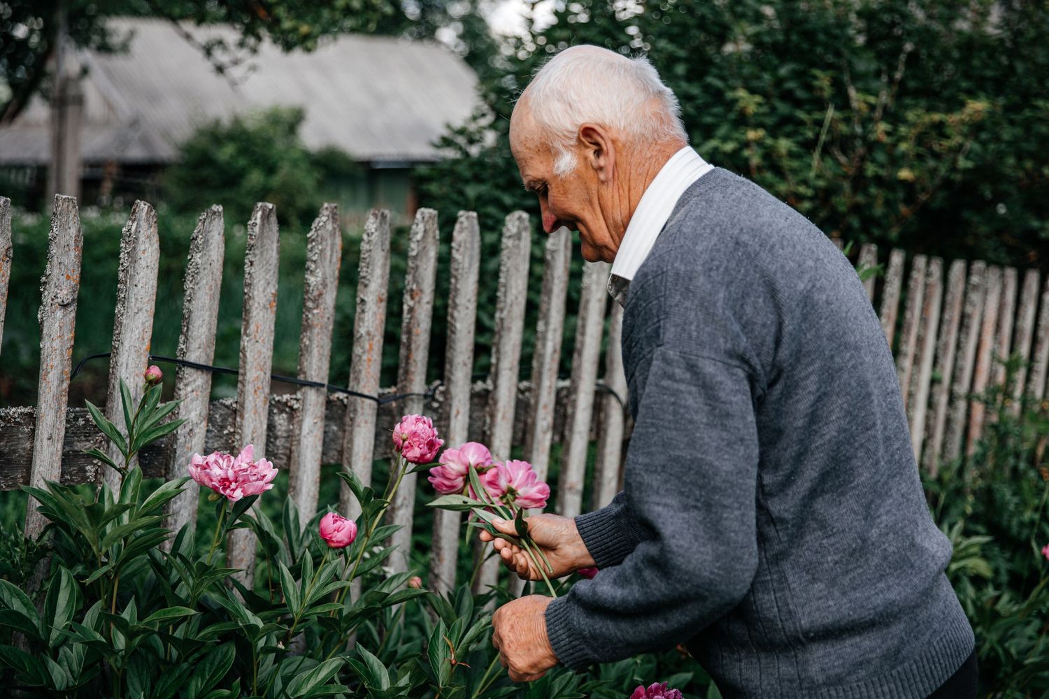 Senior person in grey sweater tending to pink flowers in a garden with wooden fence.