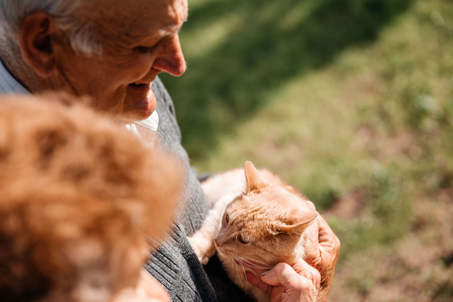 Close-up view of someone holding a ginger cat in warm sunlight.