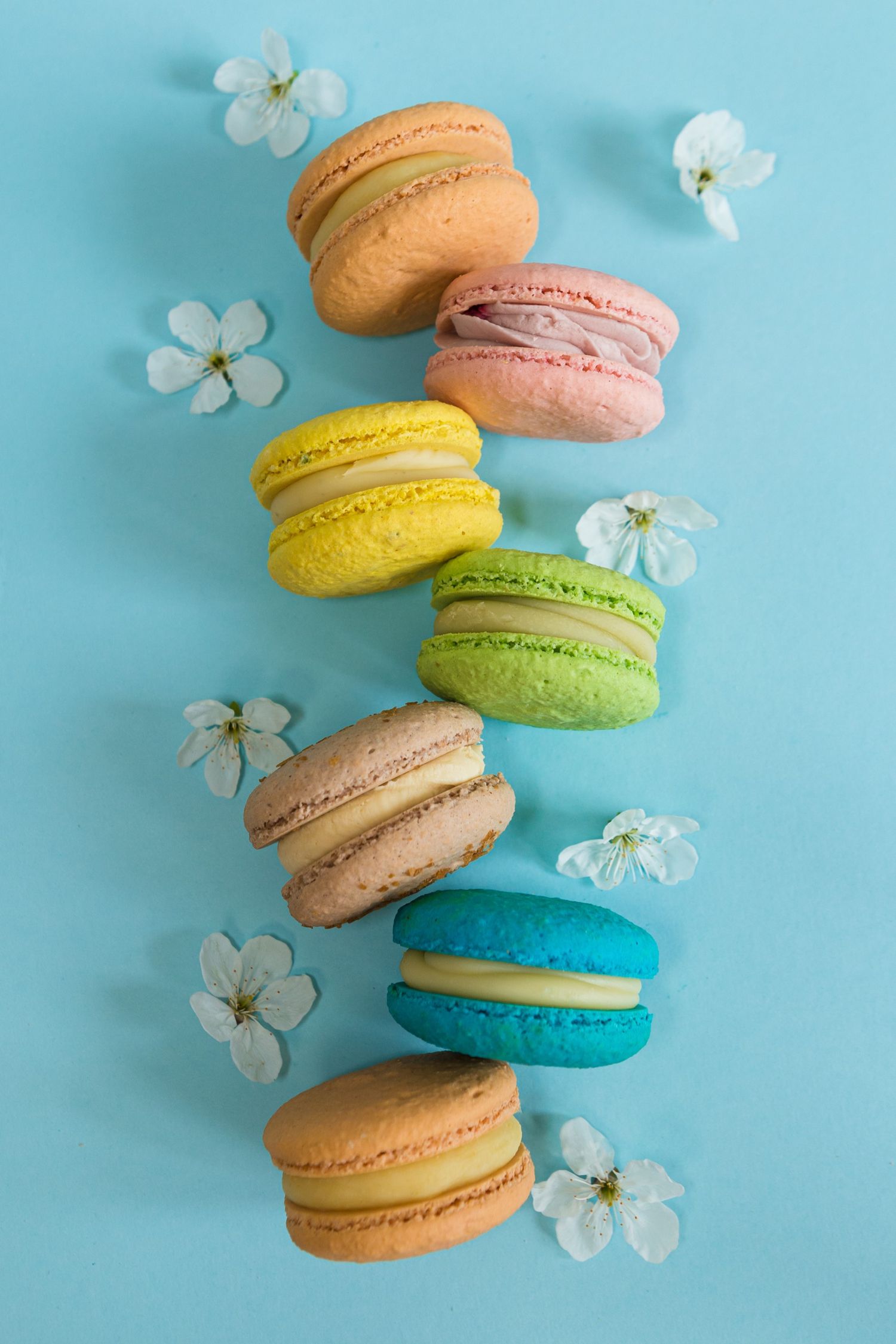 Colorful macarons and white flower petals arranged on light blue background.