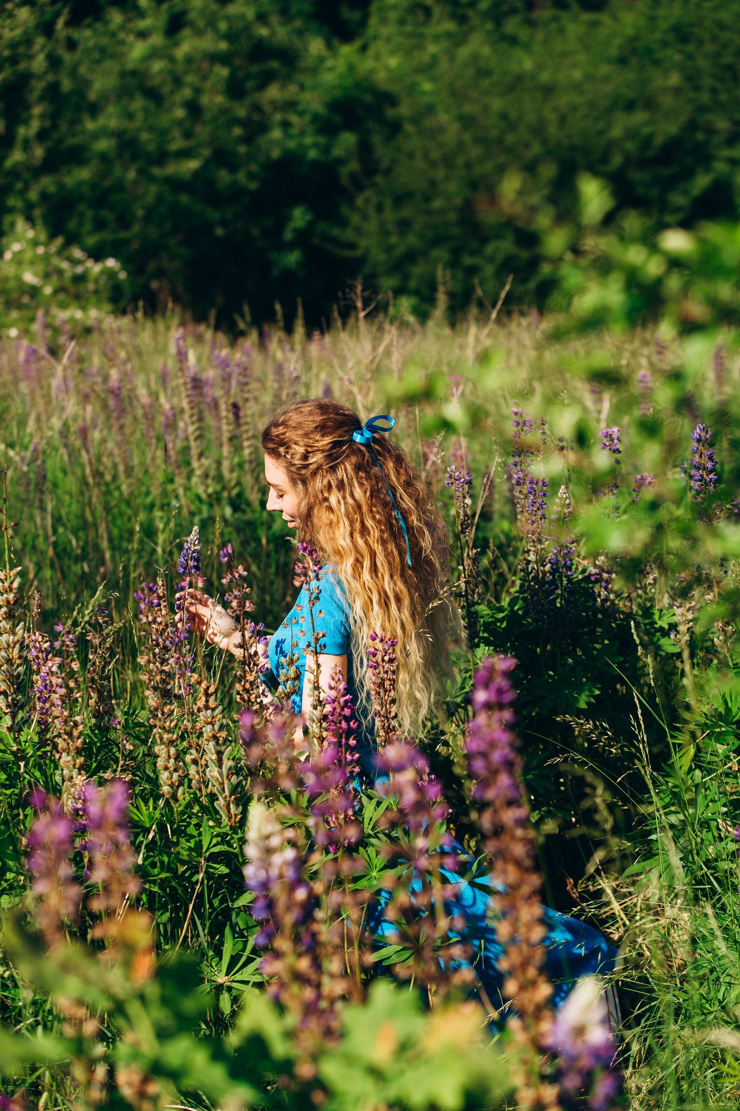 Figure in bright blue dress among purple lupine flowers in sunlit meadow.