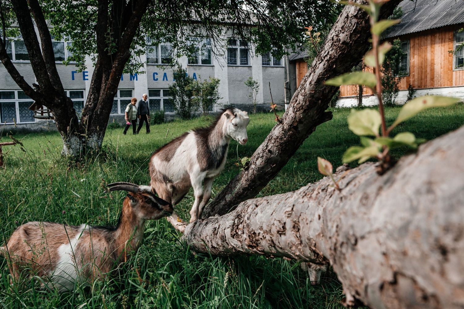 Two goats grazing near a fallen tree in a green field.