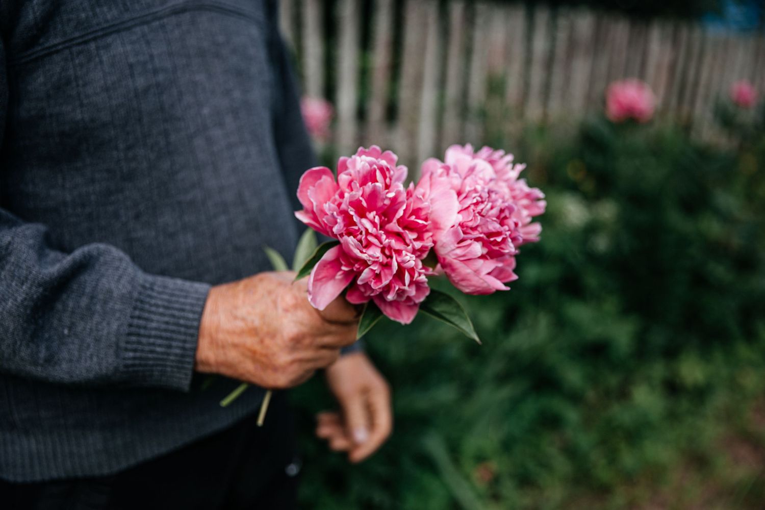 Hands holding vibrant pink peonies against a blurred garden background.
