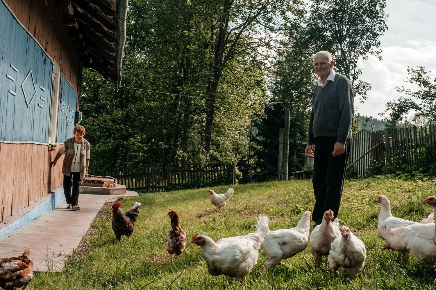 A rural backyard scene with geese and chickens pecking around near a wooden building.