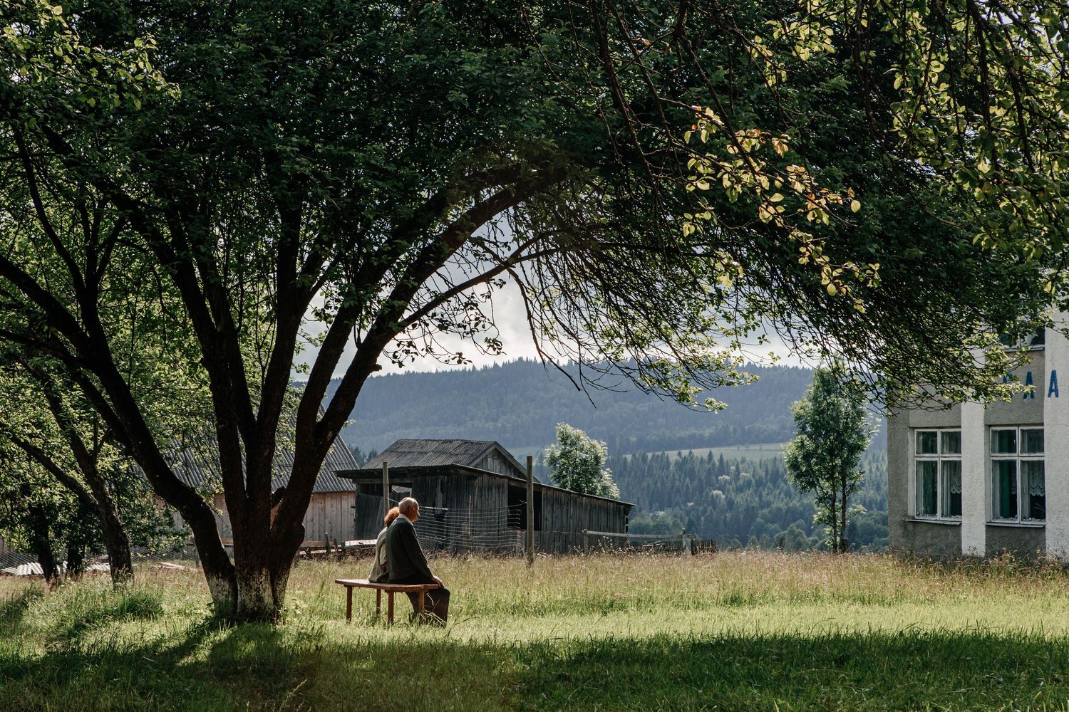 Silhouette of someone sitting under a tree in a peaceful countryside setting.