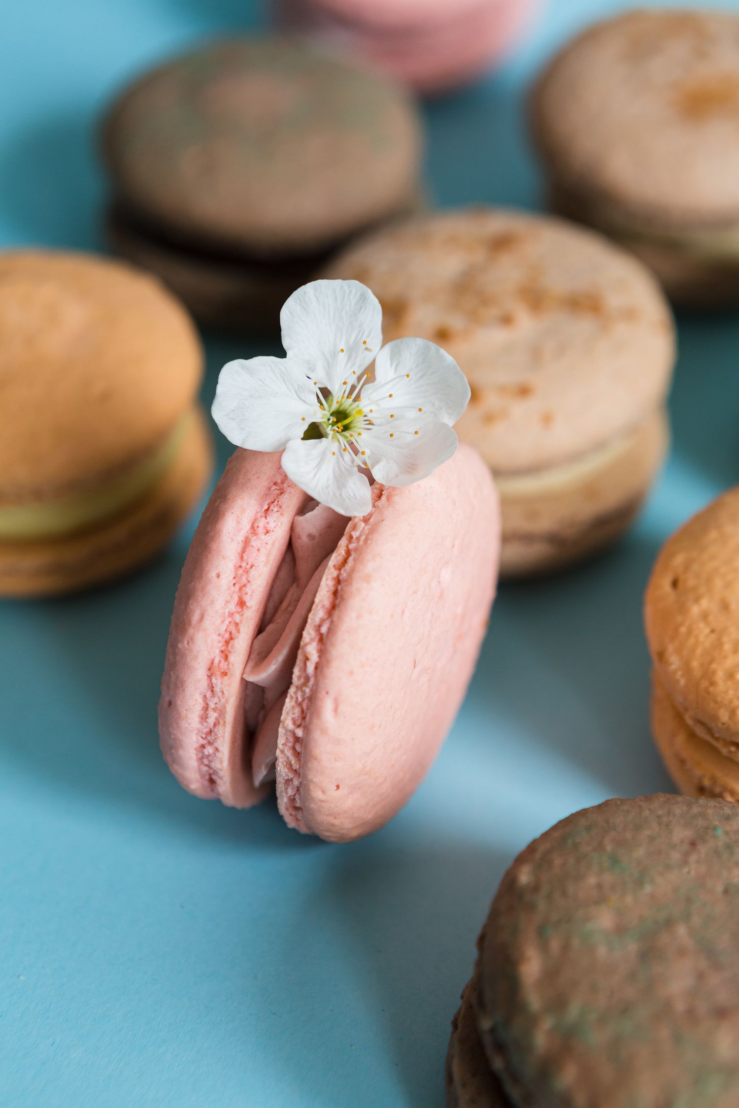 Pink macaron with delicate white flower on turquoise background.