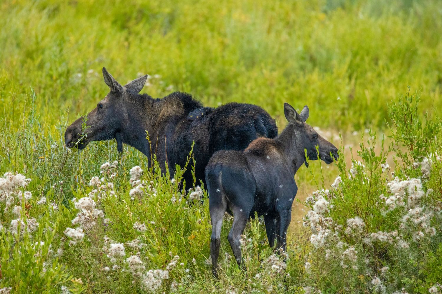 Mother and baby moose walking though tall grass