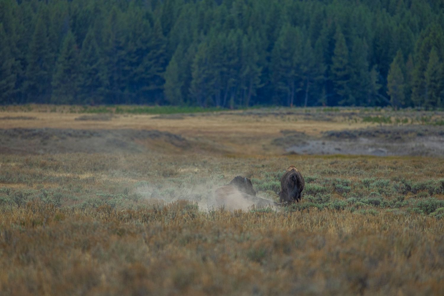 Buffalo rolling in the dirt