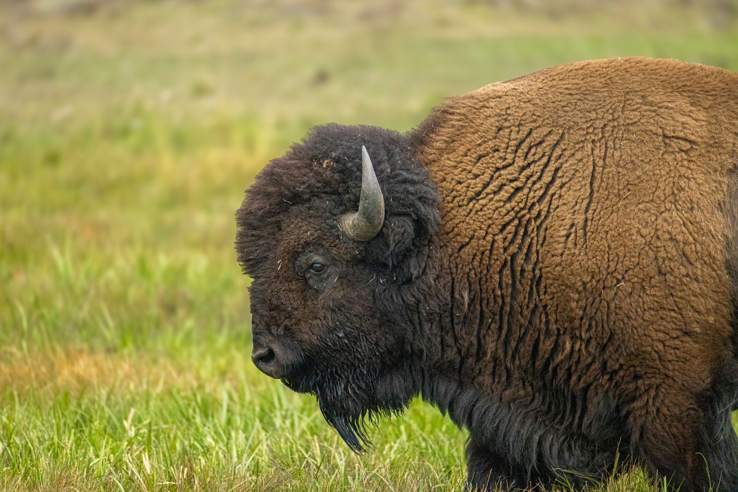 Buffalo walking