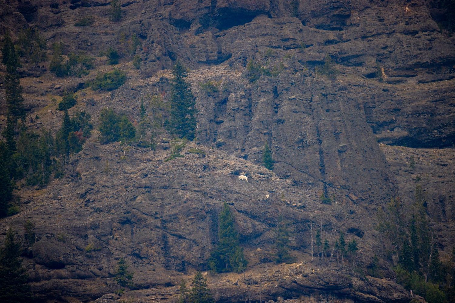 Mountain goats on a mountain