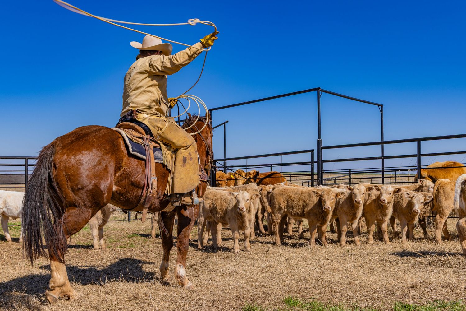 Man roping calves on a horse