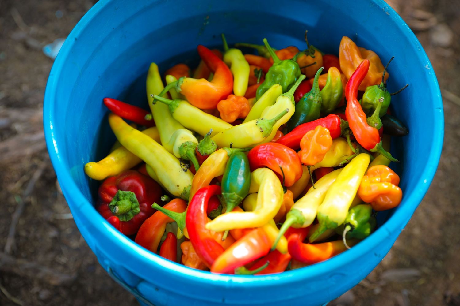 Big bucket full of colorful peppers