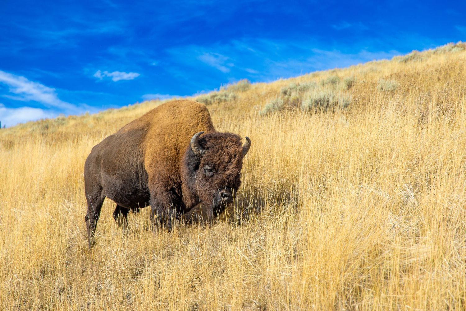 Buffalo walking in tall grass