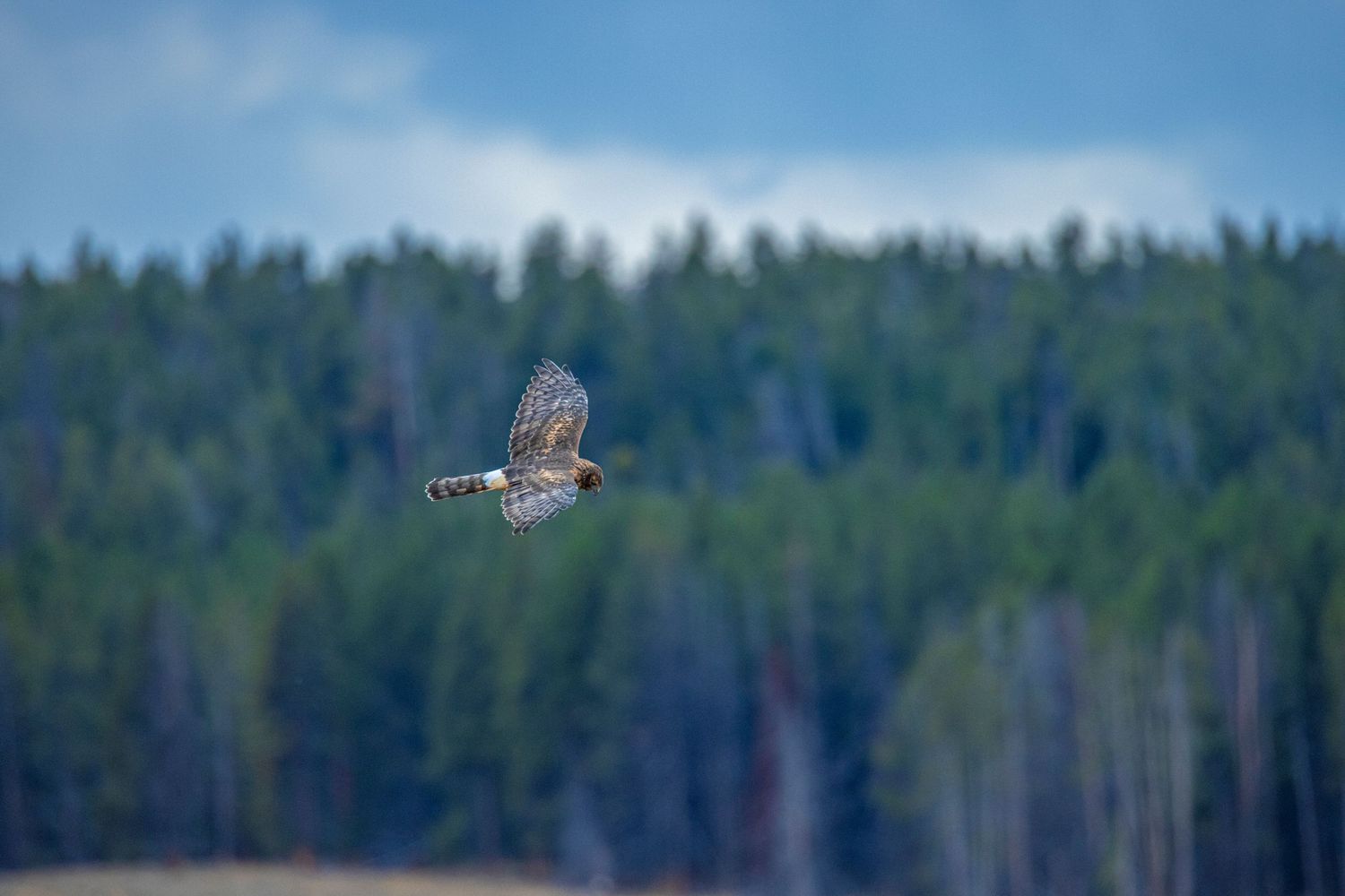 Red tail hawk flying