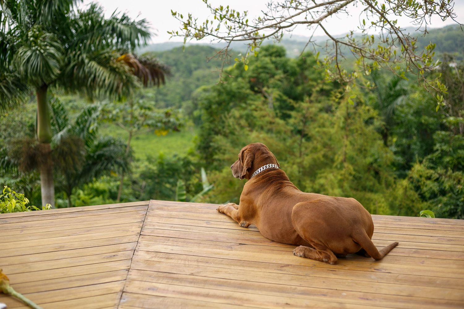 A brown dachshund dog sits on a wooden deck overlooking a lush tropical green forest landscape.