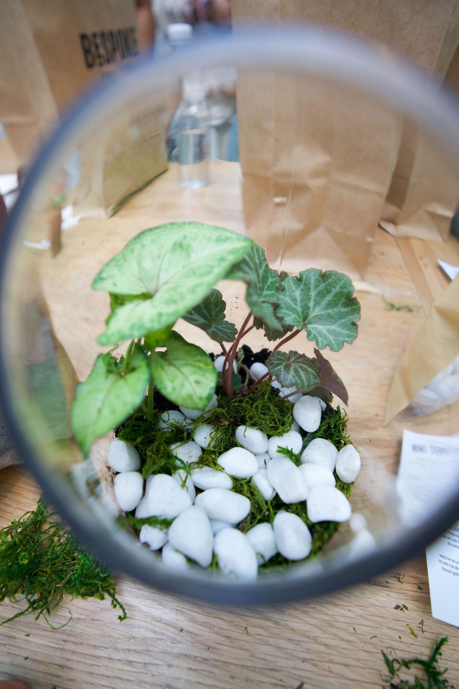 A glass terrarium with white pebbles, green moss, and small plants viewed from above on a wooden surface.