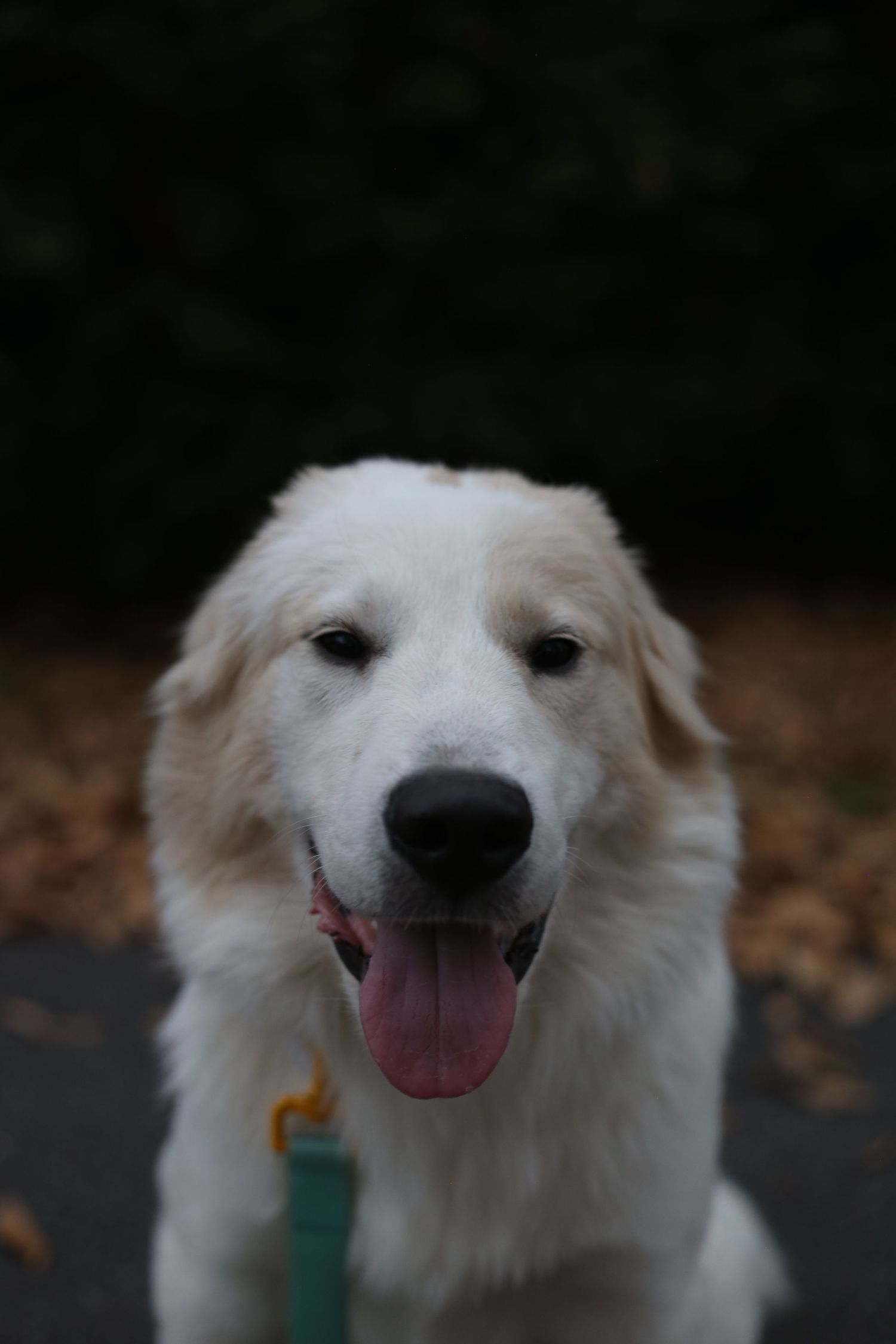 A fluffy white Golden Retriever dog smiling with tongue out, wearing a teal leash, sitting outdoors among fallen leaves.