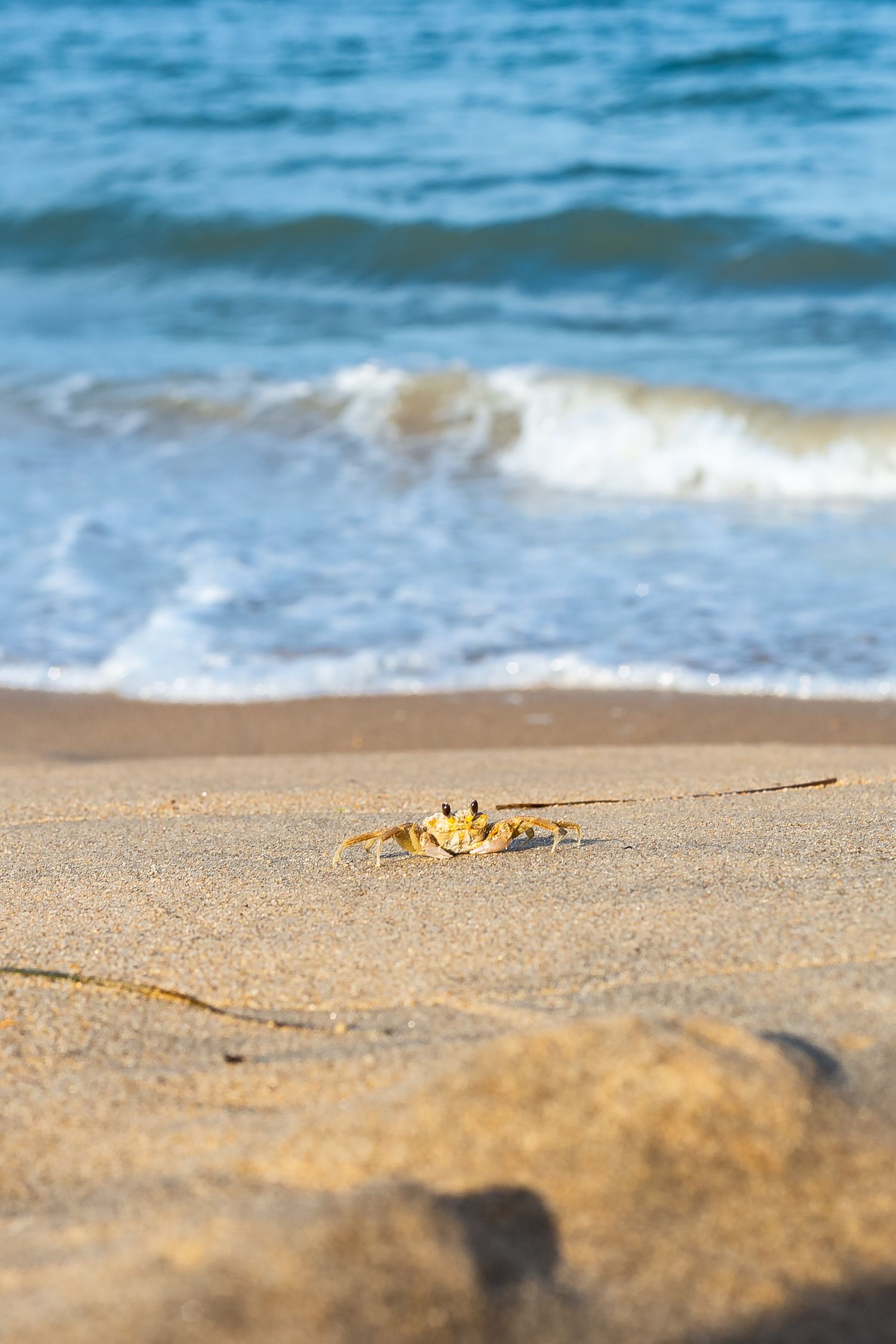 Small ghost crab walking on sandy beach with blue ocean waves in background.