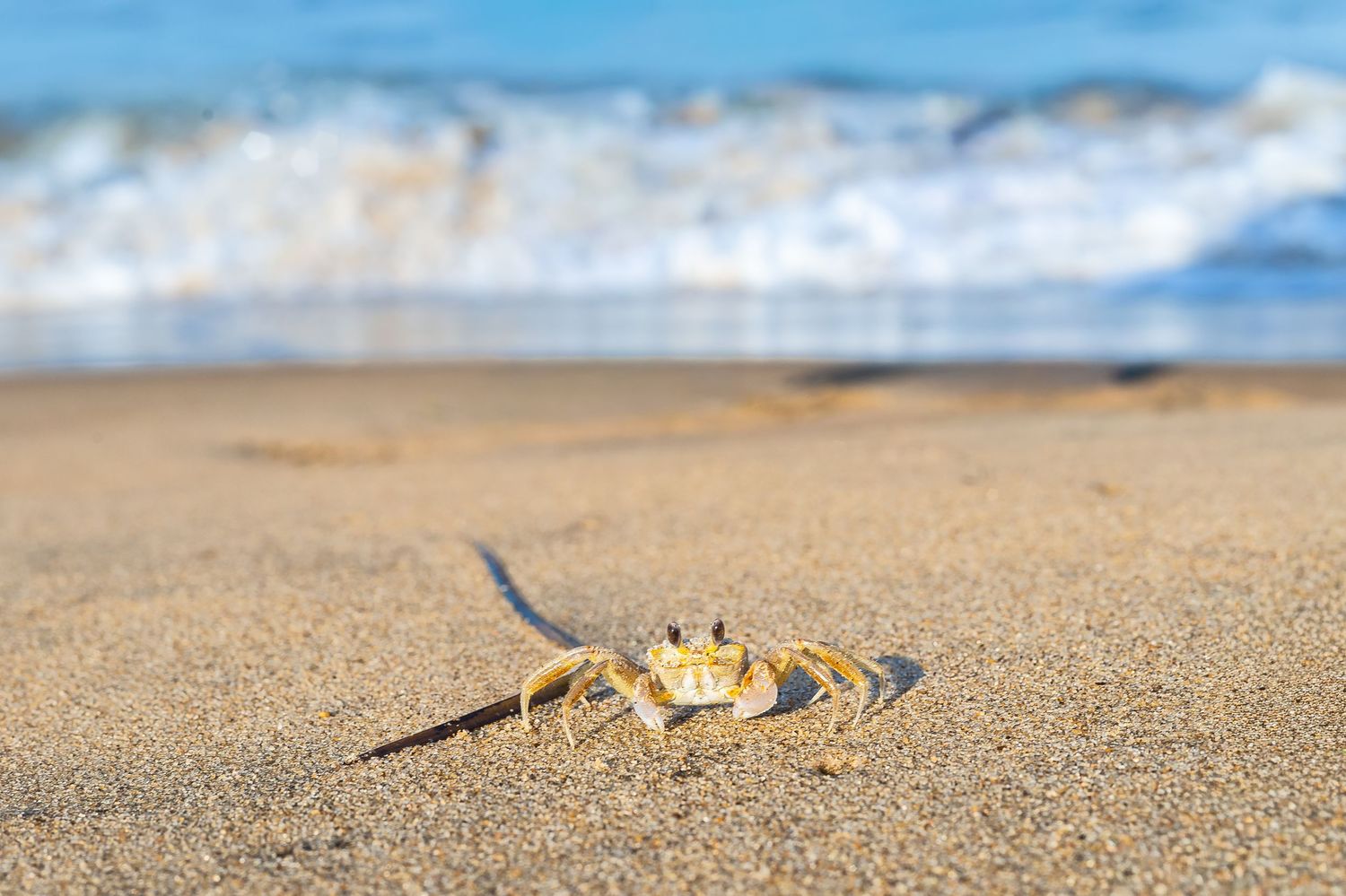 A ghost crab on sandy beach with ocean waves in the background on a sunny day.