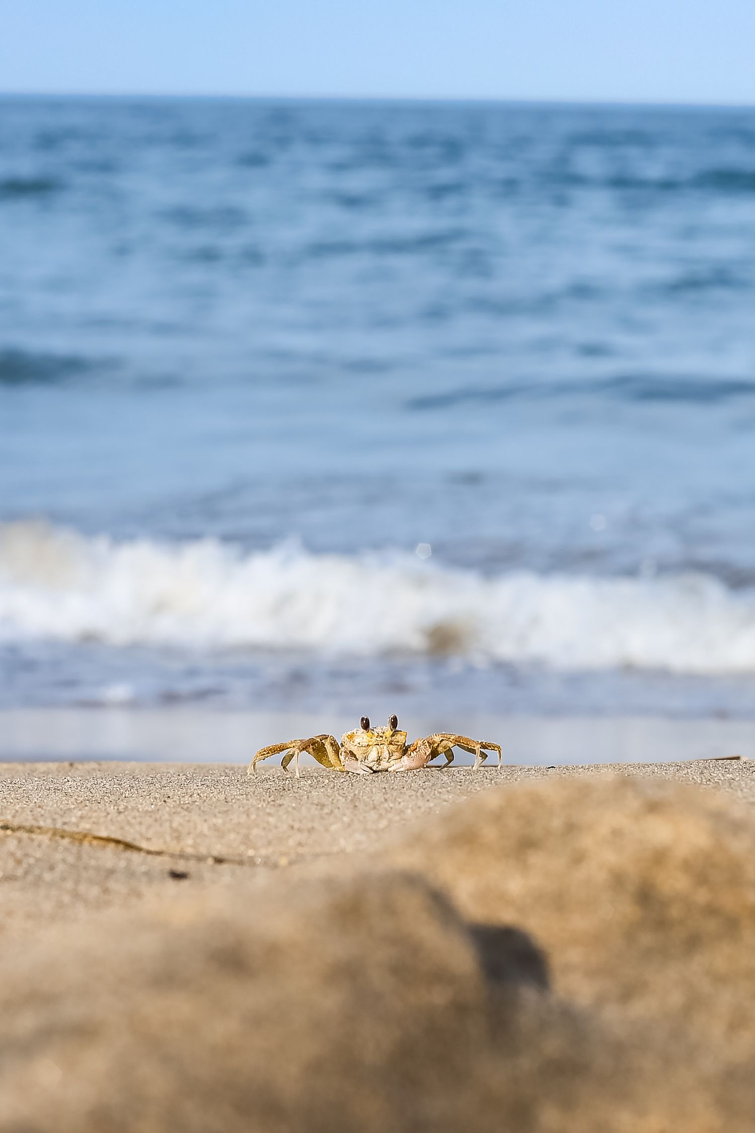 A yellow ghost crab on sandy beach with blue ocean waves in the background on a sunny day.