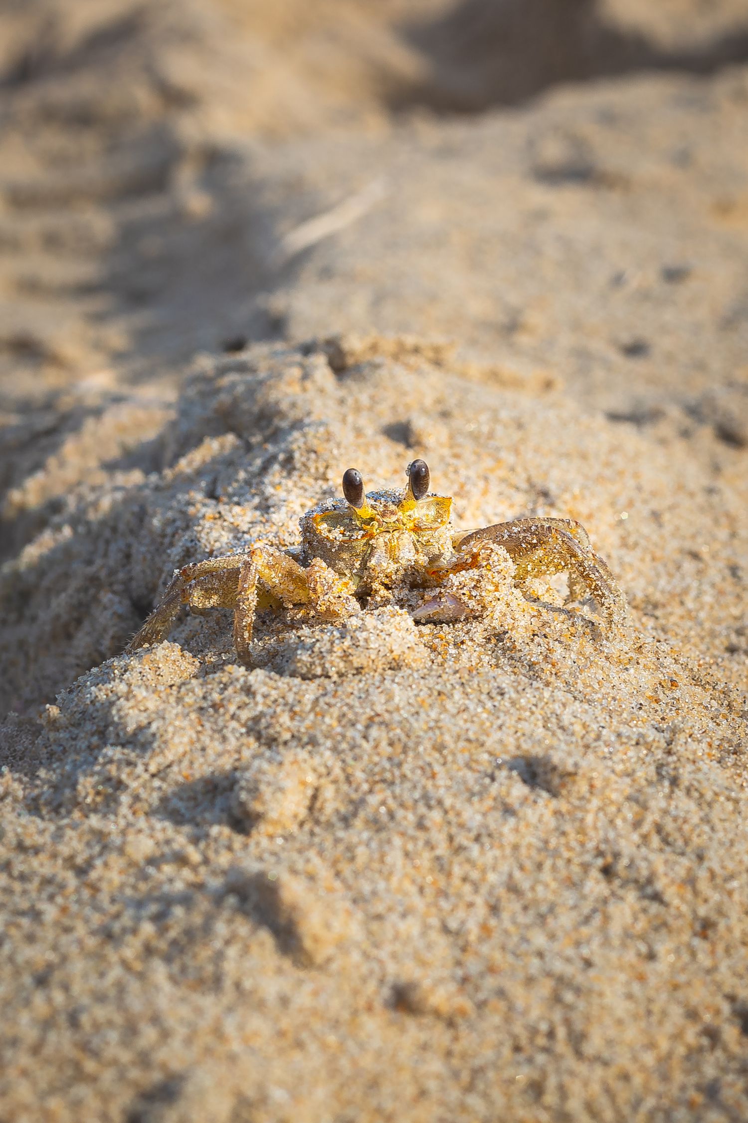 A small ghost crab emerging from sandy beach burrow, with distinctive stalked eyes visible in bright sunlight.