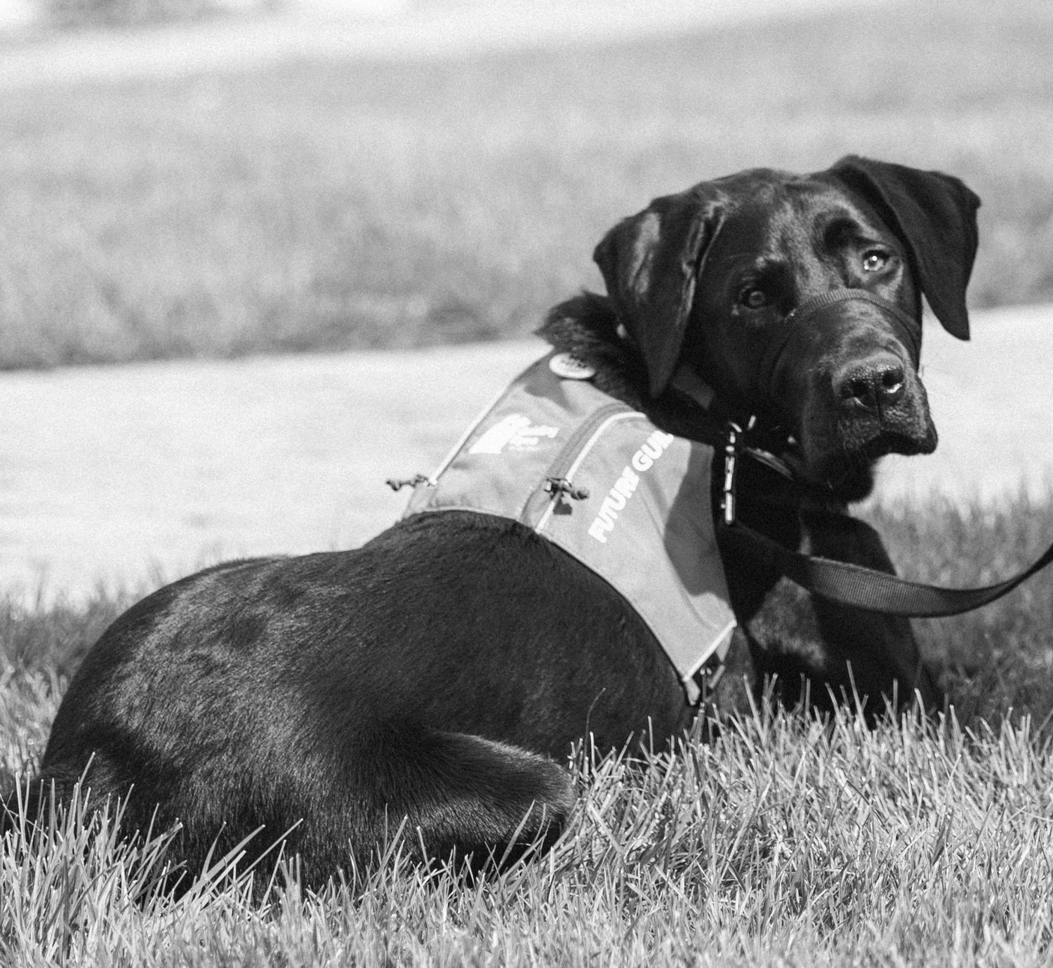 Kimball. Guide dog in training with a graduating student at Ithaca College.