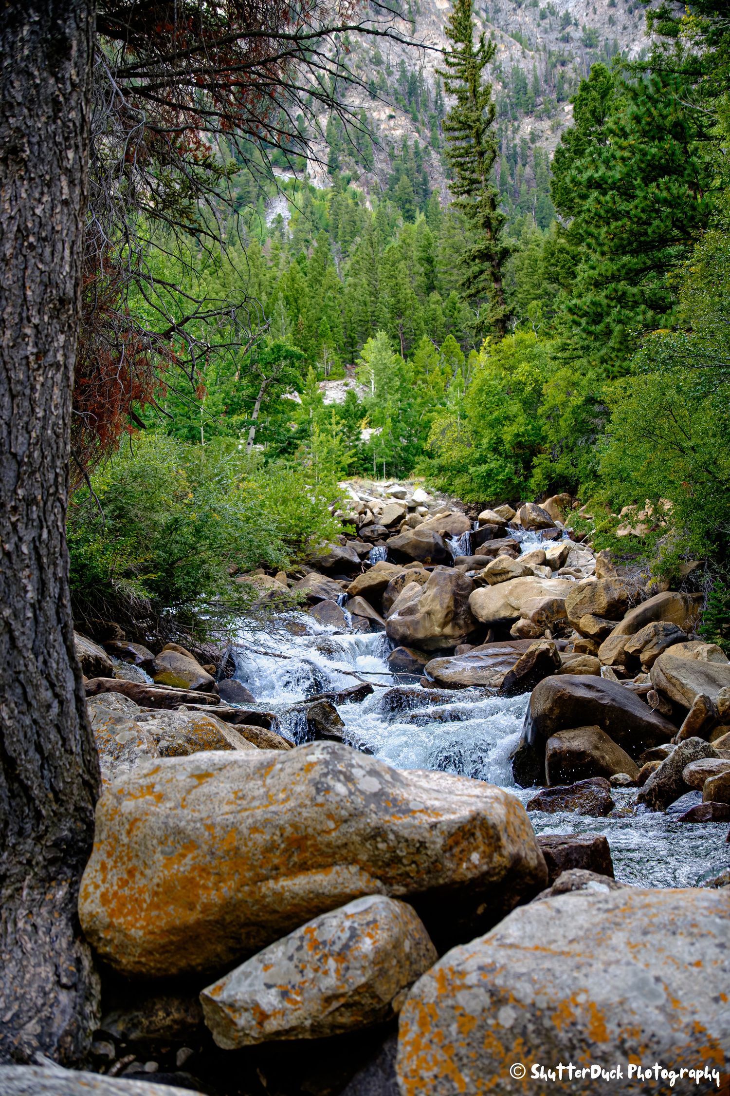 A rocky mountain stream cascades through boulders surrounded by lush green pine forest trees.