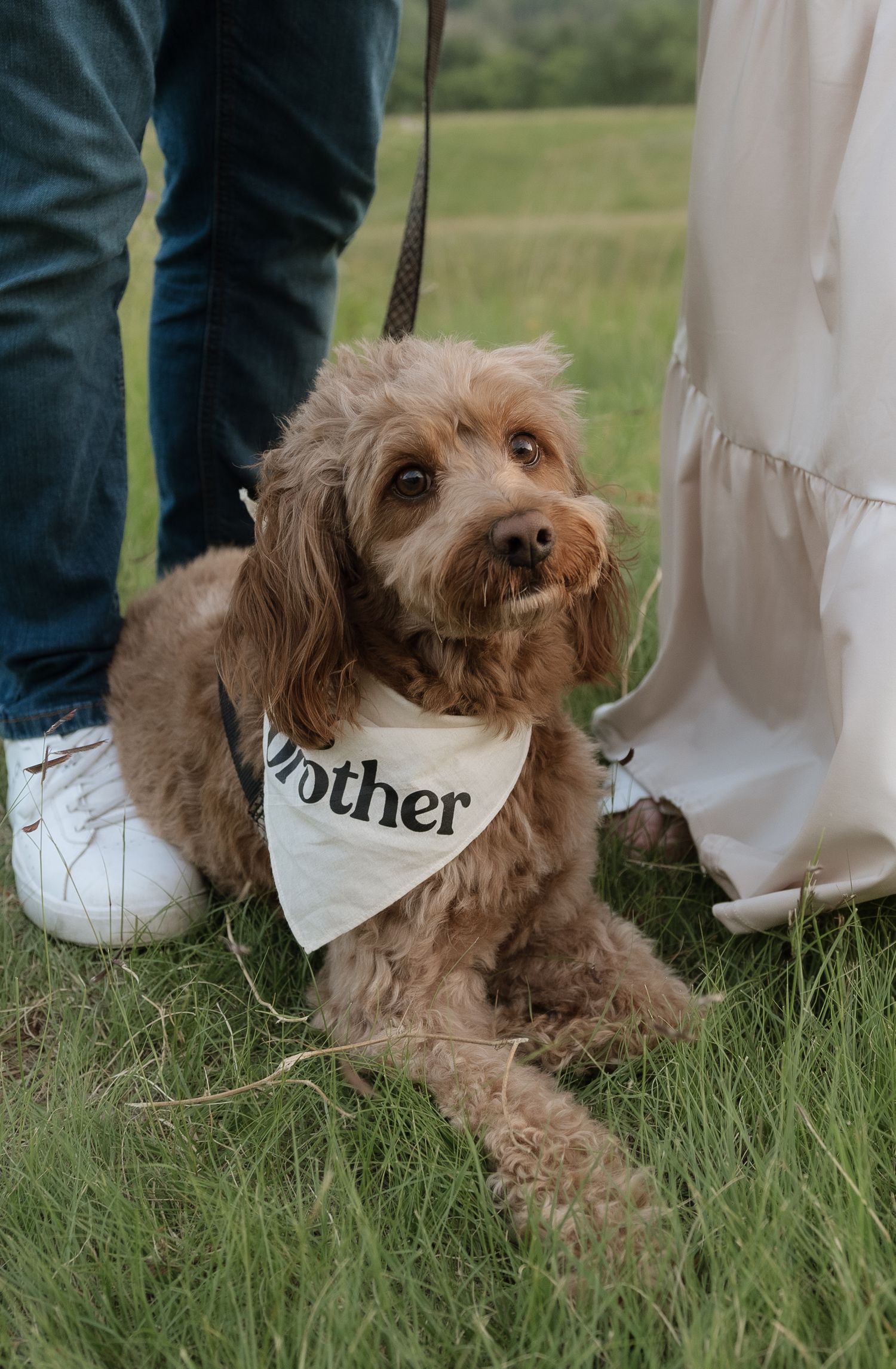 Fluffy golden Cavapoo dog wearing a white bandana that reads brother, sitting on grass between two people.