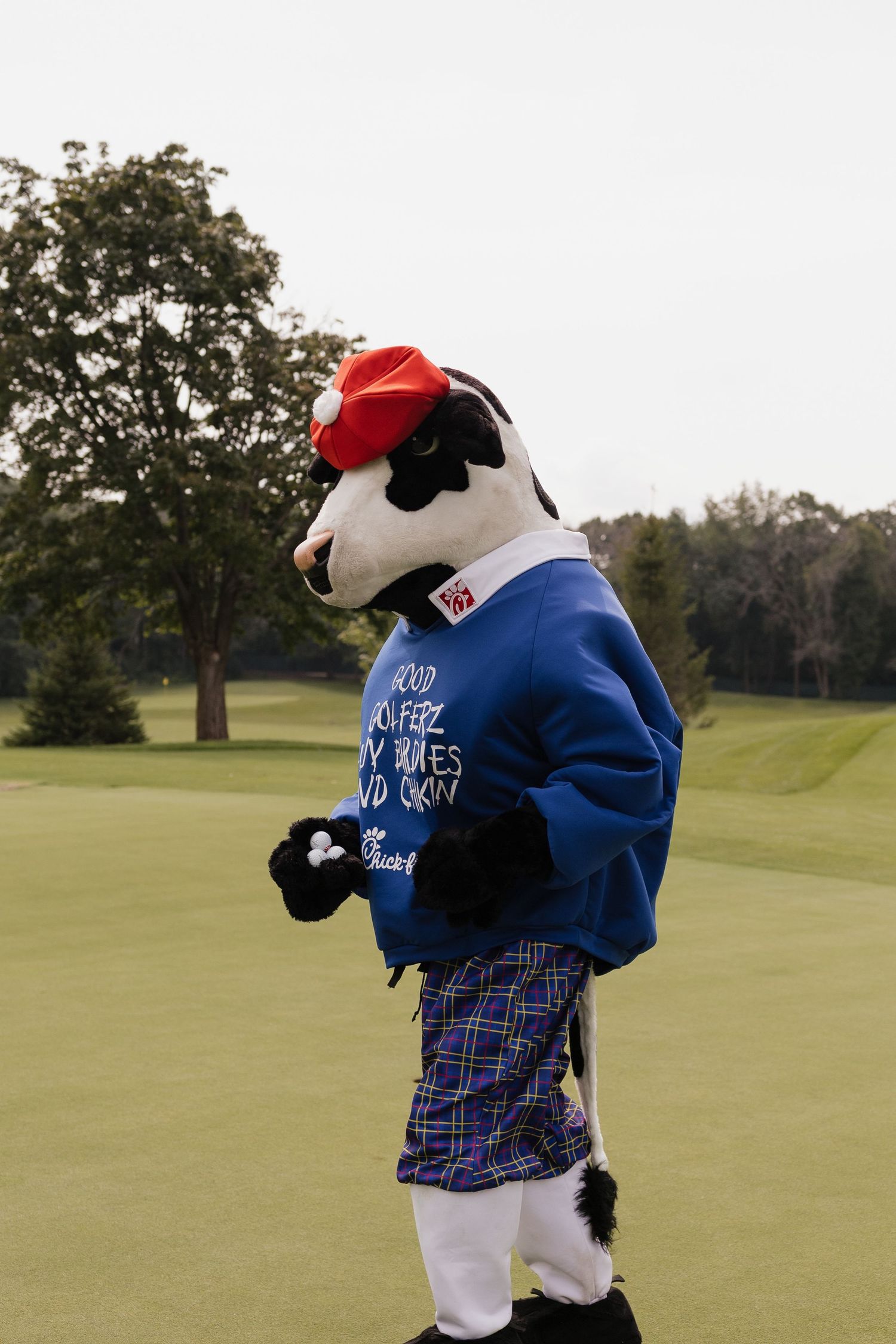 Chick-fil-A cow mascot in blue sweatshirt and plaid shorts poses on a golf course green.