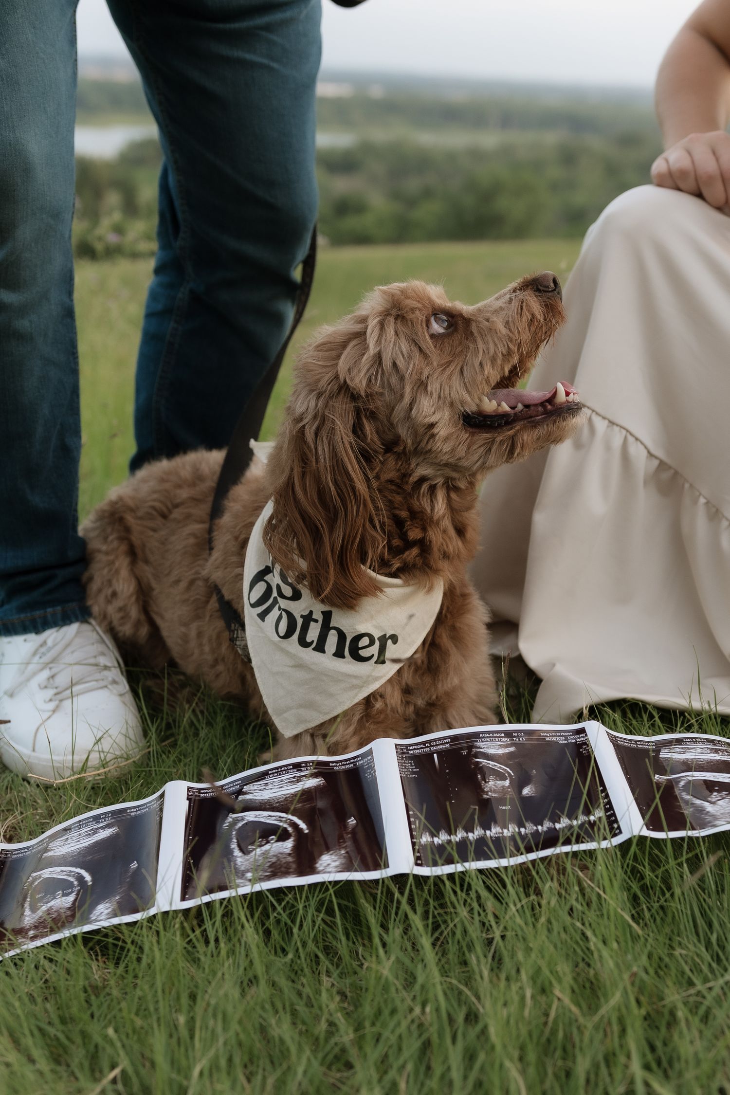 A brown doodle dog wearing a Brother bandana sits on grass beside ultrasound photos during a pregnancy announcement.