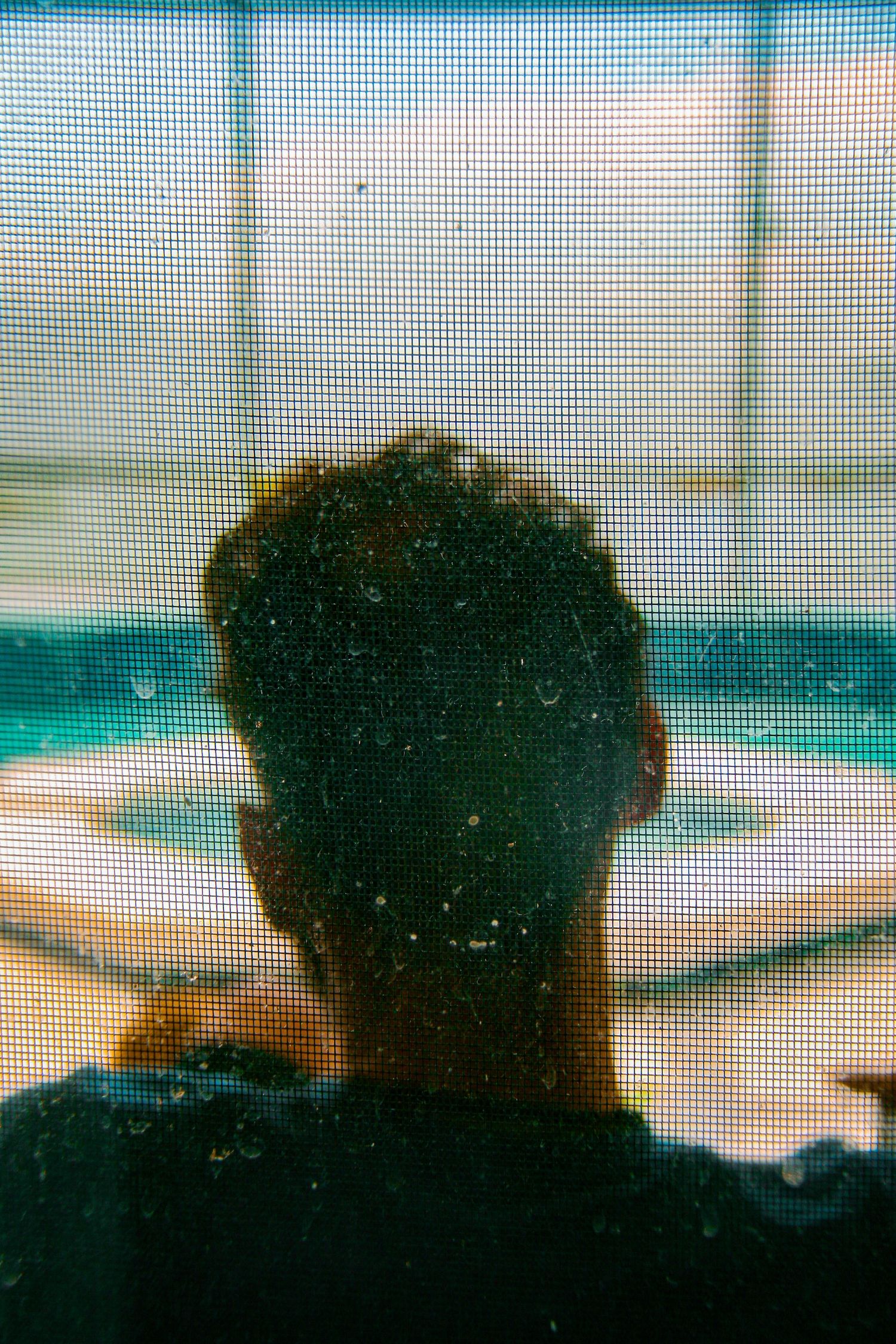 Silhouette of person with curly hair viewed through dusty mesh screen window near pool area.