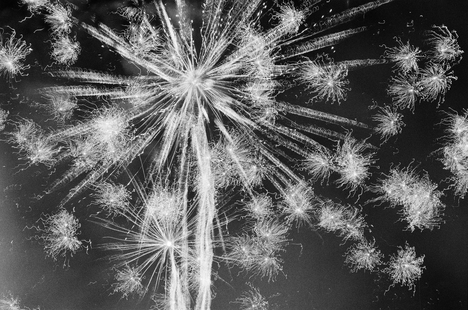 Black and white fireworks bursting in night sky with radiant star patterns.