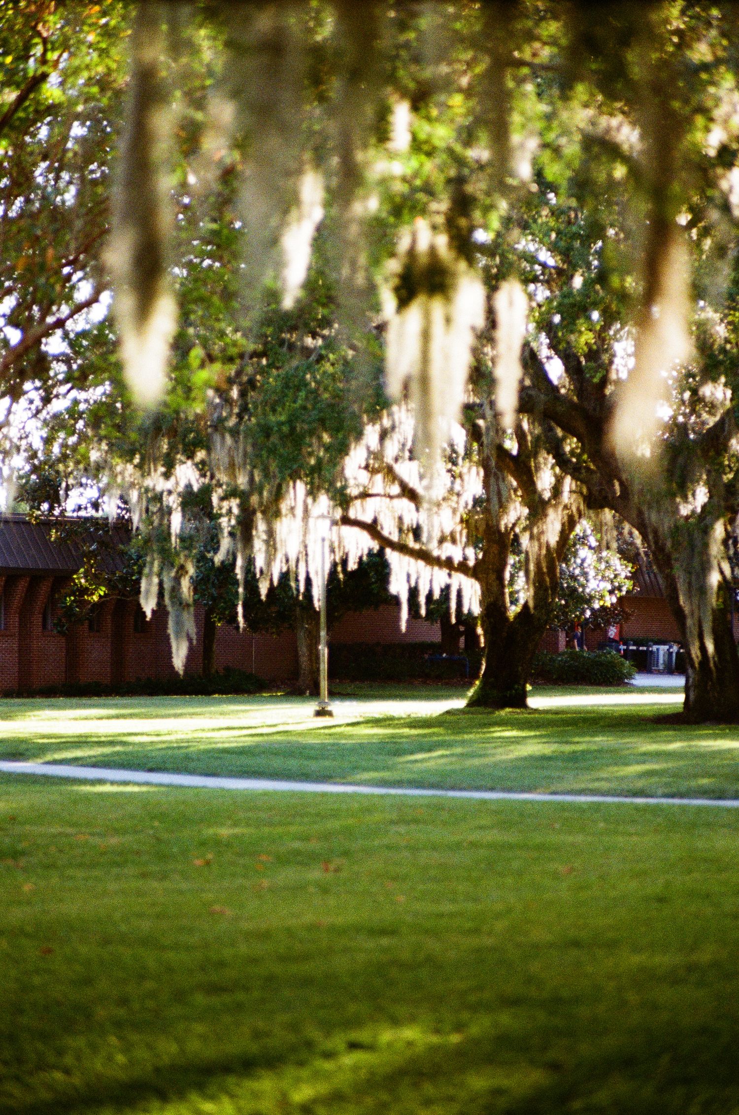 Sunlit park with large oak trees draped in Spanish moss casting dappled shadows on a green lawn.