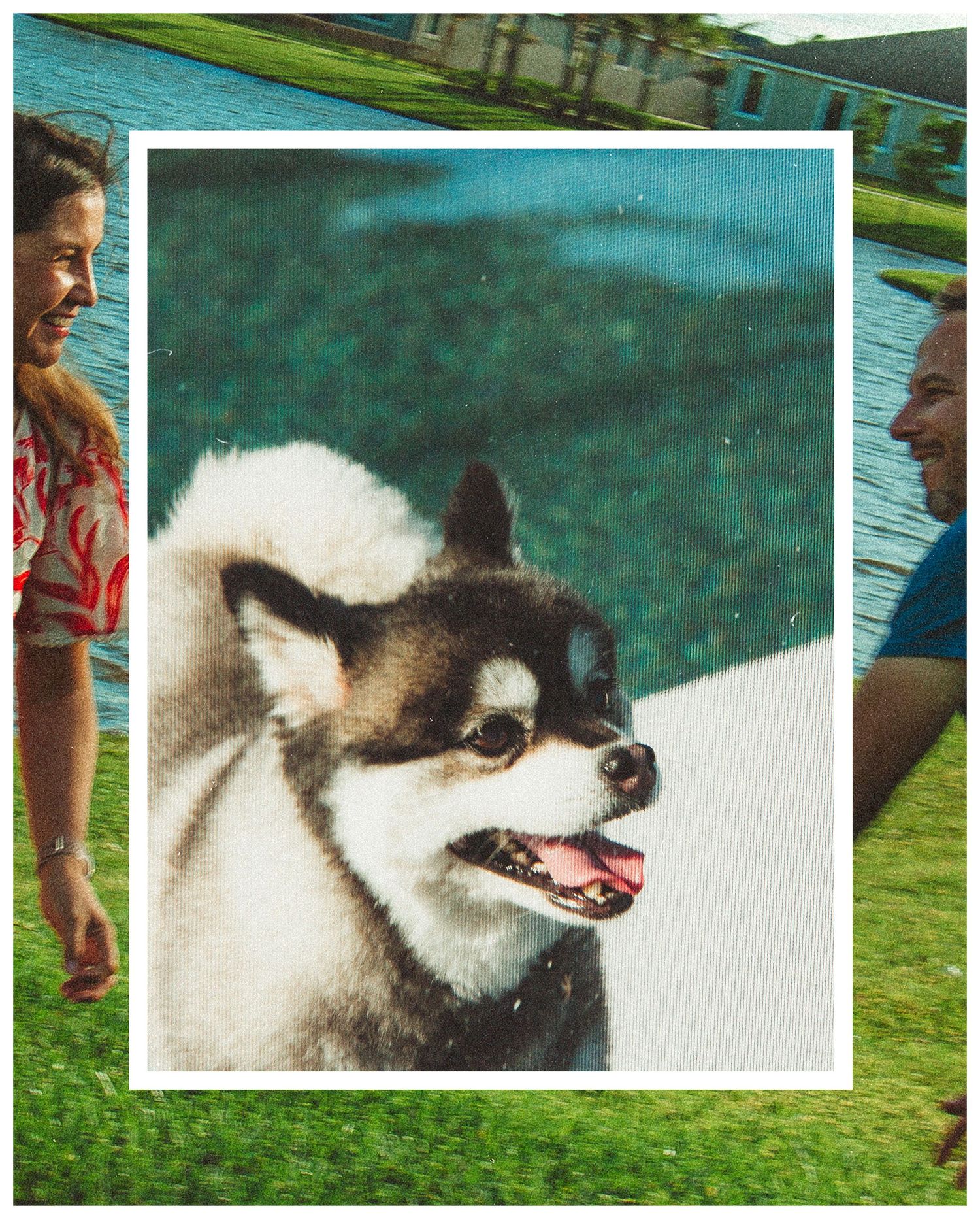 A fluffy black and white Pomeranian dog smiles outdoors near a pool with a couple nearby.
