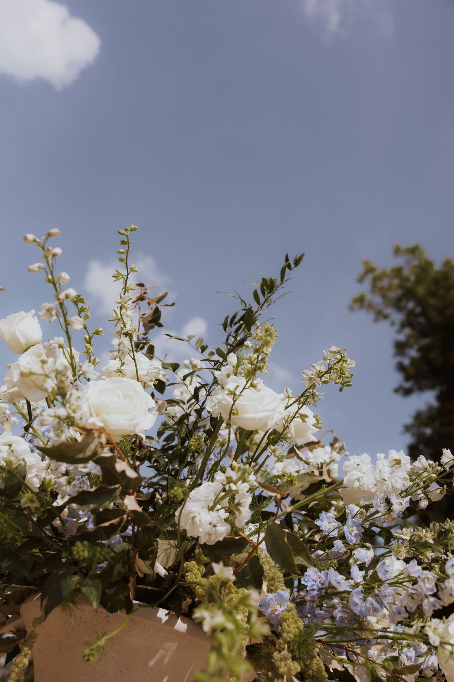 White cherry blossoms bloom against a blue spring sky with puffy clouds and tree branches in the background.