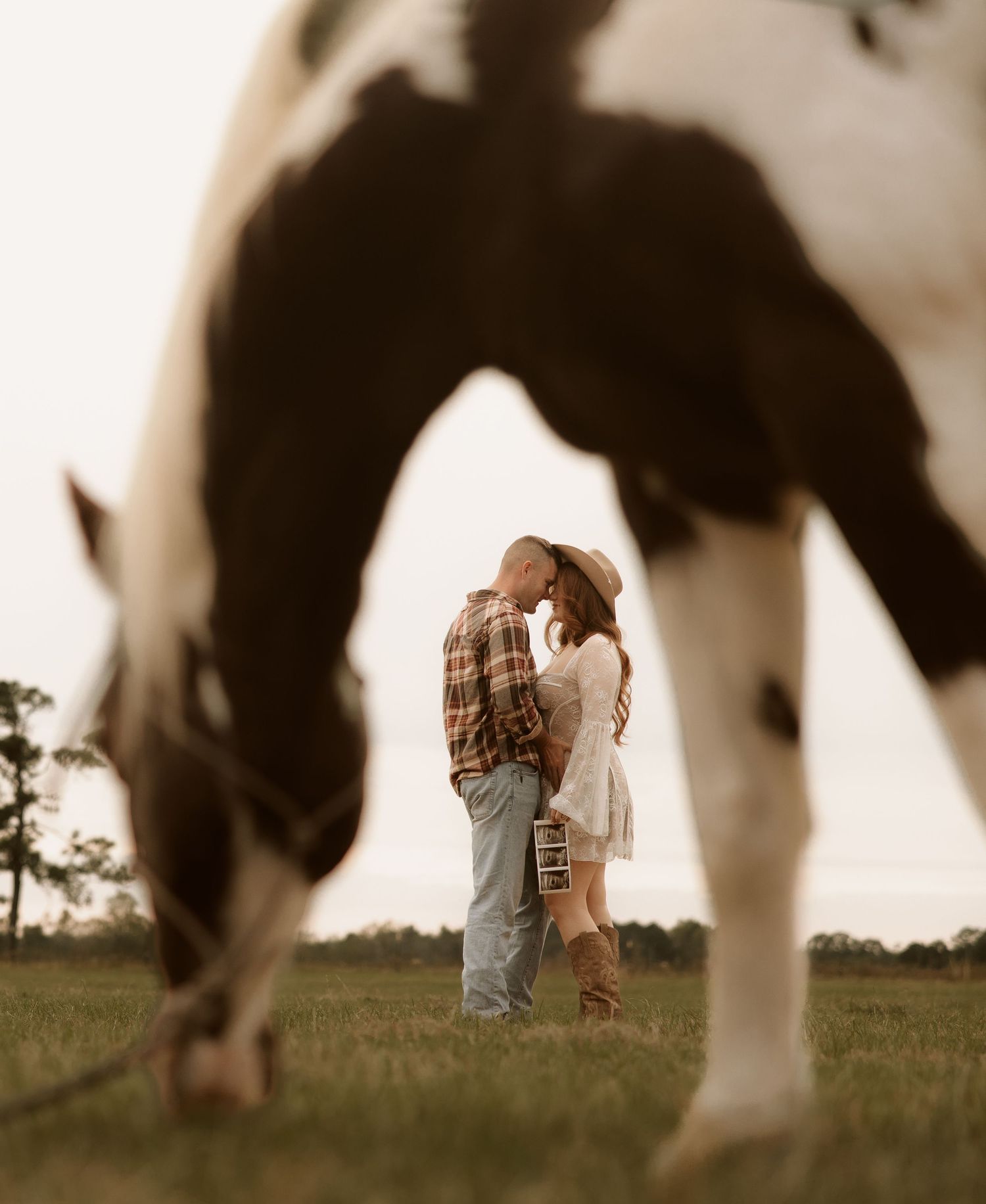 Romantic couple embraces in a field at sunset while viewed through the legs of a dairy cow in the foreground.