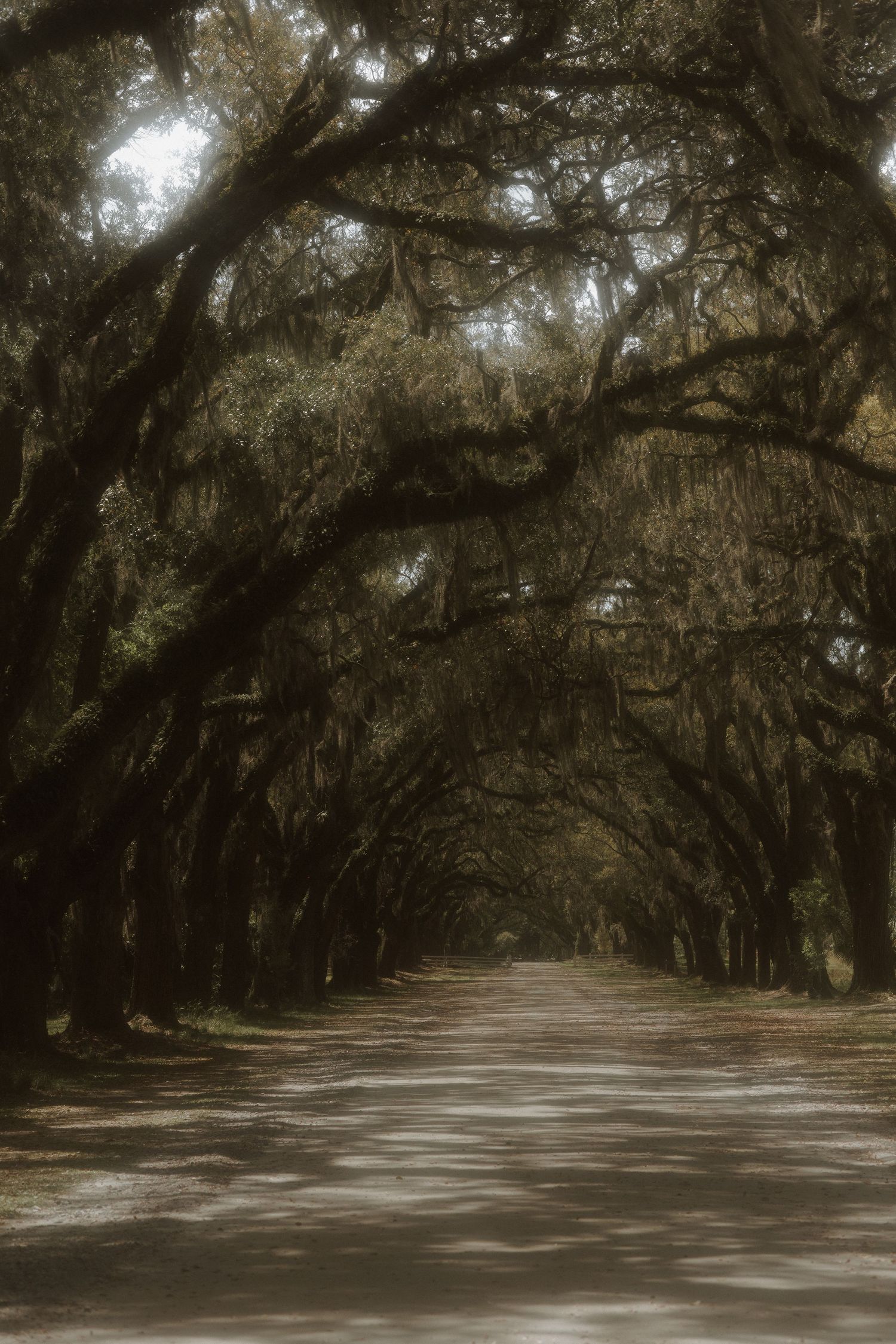 A tunnel of ancient live oak trees draped with Spanish moss forms a canopy over a serene dirt road.