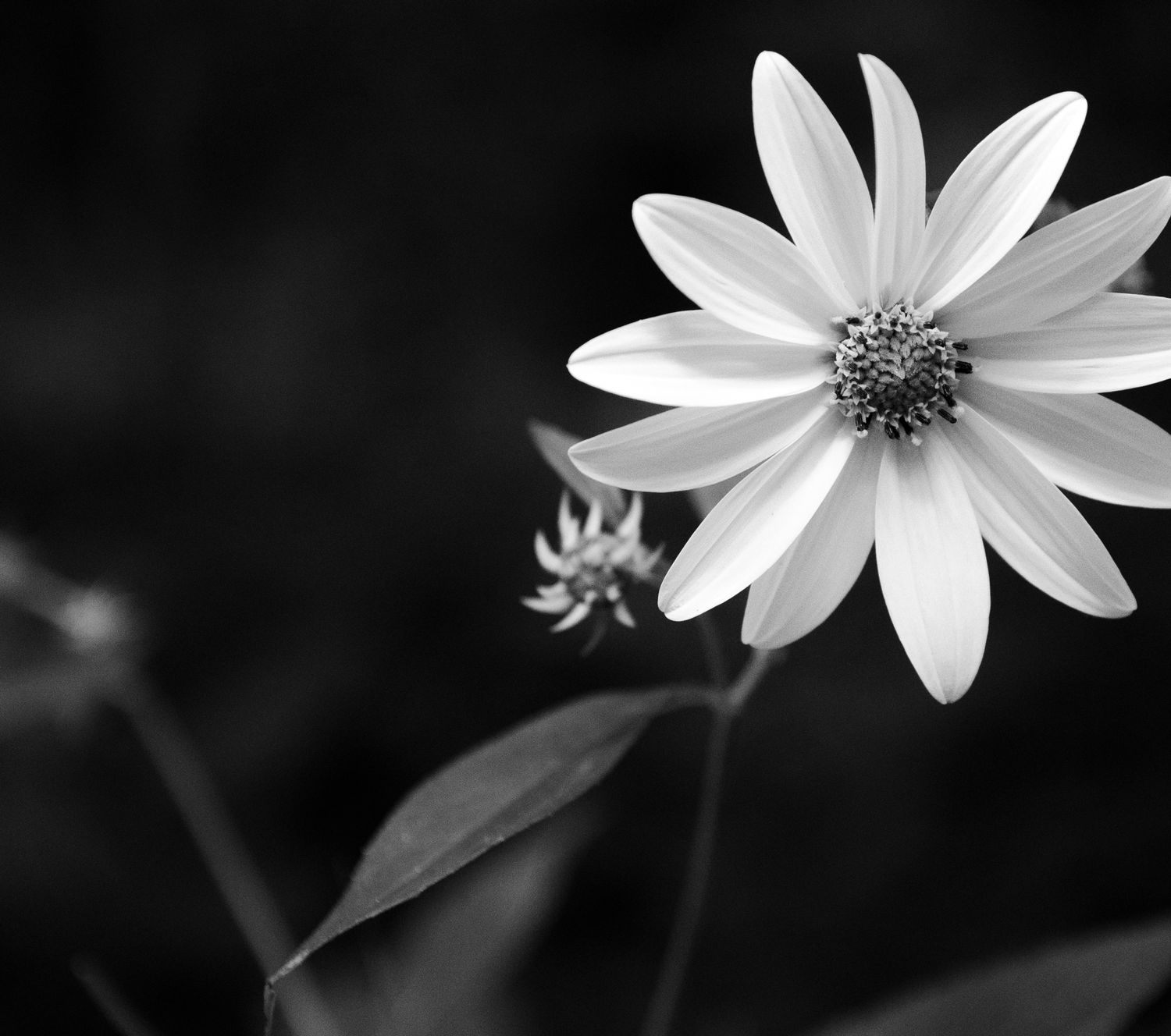 daisy