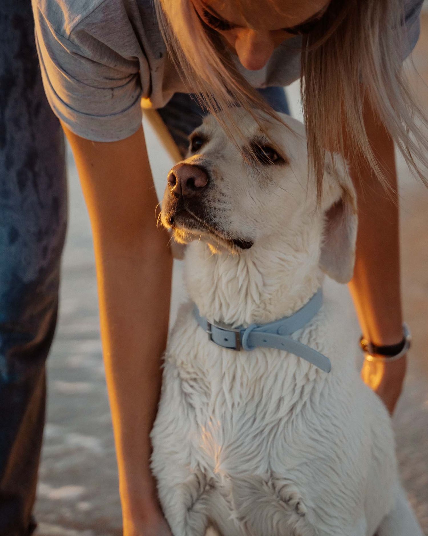 White dog receiving affection at beach during golden hour.