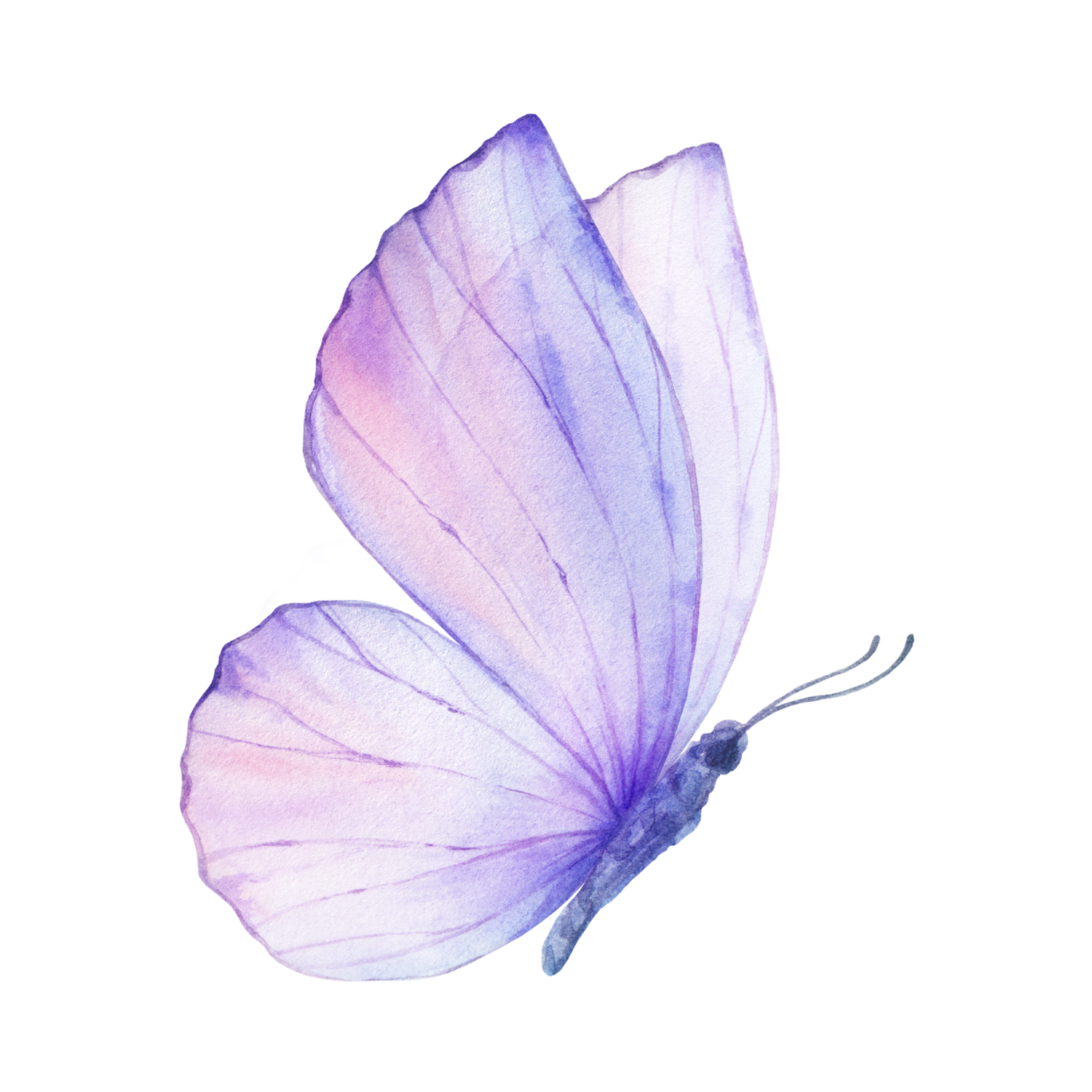 Delicate watercolor butterfly in soft purple and pink hues with translucent wings resting gracefully against white background.