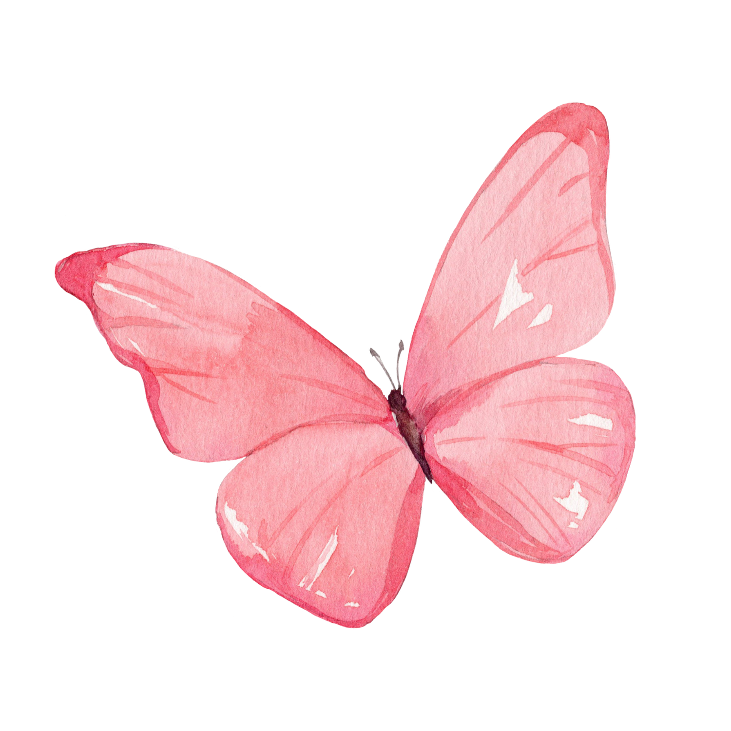 Delicate pink butterflies with translucent wings arranged in a graceful flying pattern against a white background.