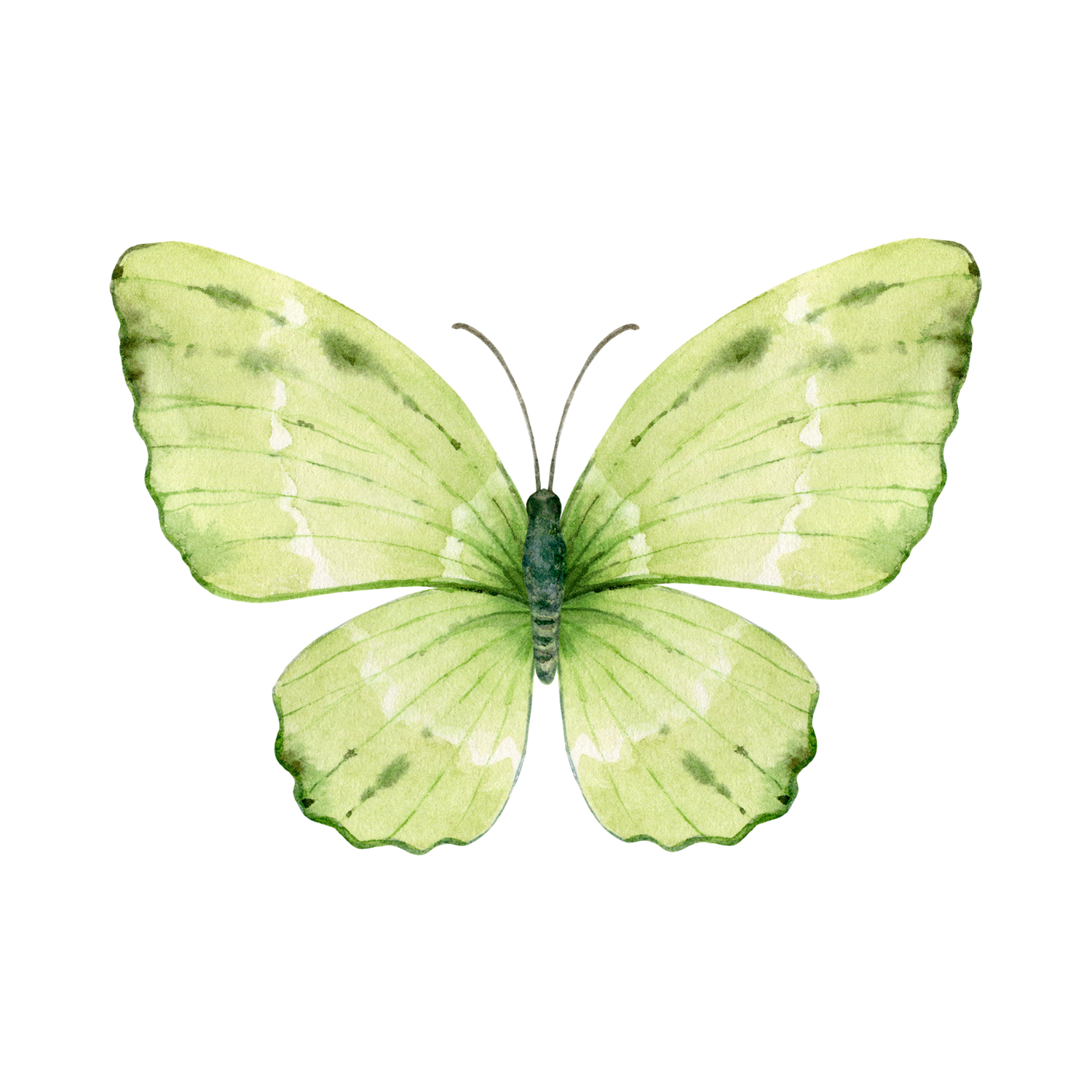 A delicate light green butterfly with pale wings and a dark body rendered in watercolor style.