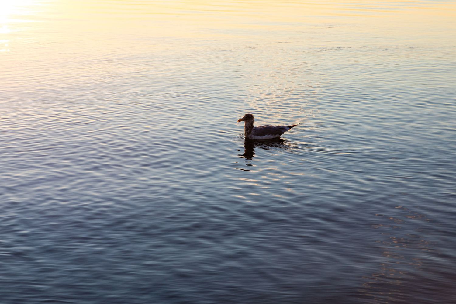 Single duck swimming in calm water during golden sunset.