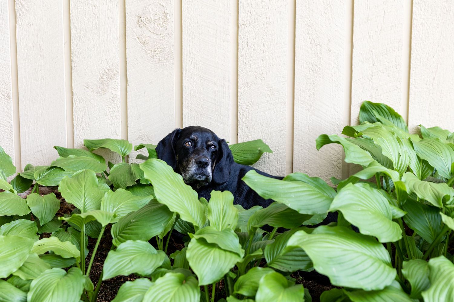 A black dog peeks out from between large hosta plants in front of a white fence.